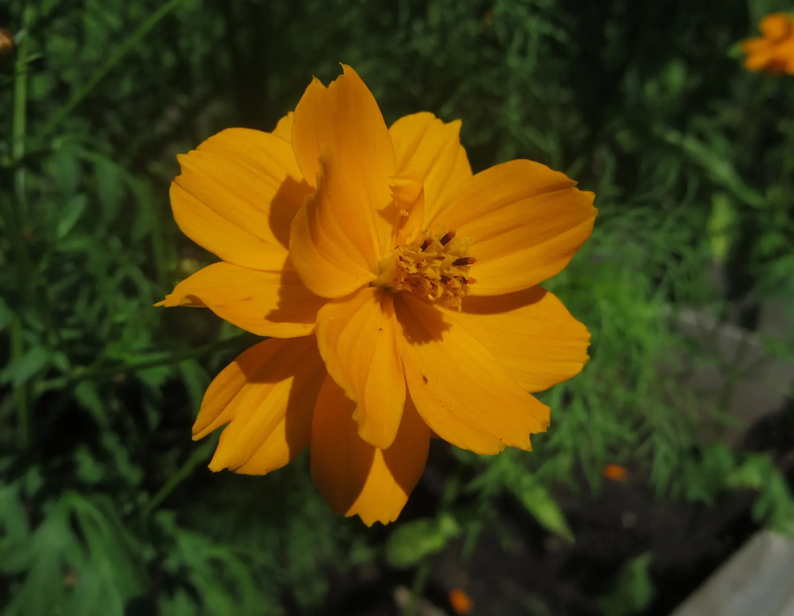 Sulfur Cosmos (Cosmos Sulphureus) — and up to 1 to 2 feet in spread