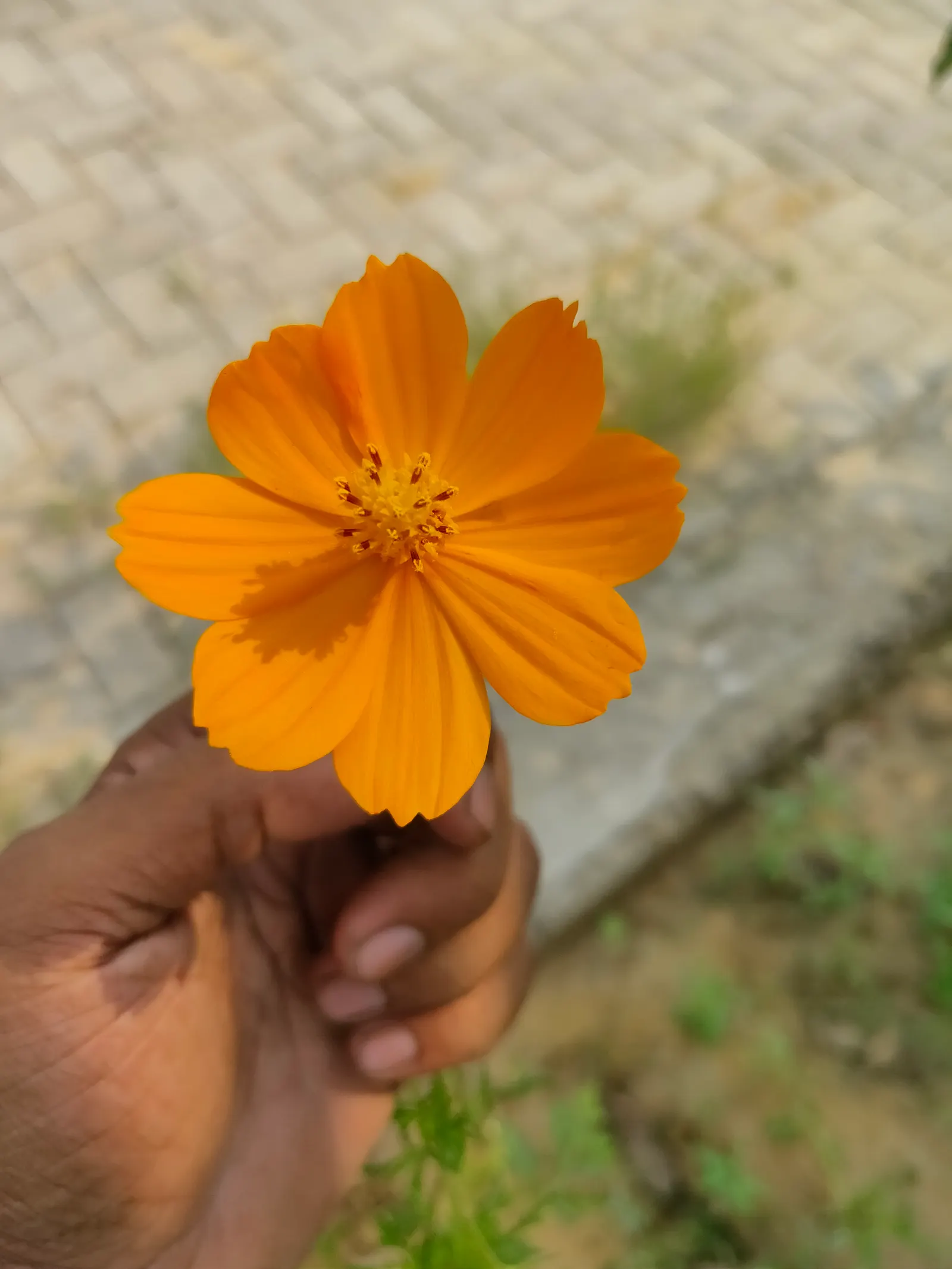 Sulfur Cosmos (Cosmos Sulphureus) — It boasts bushy clumps up to 3 feet tall, with fine-textured foliage; daisy-like flowers that range in hues, image 62