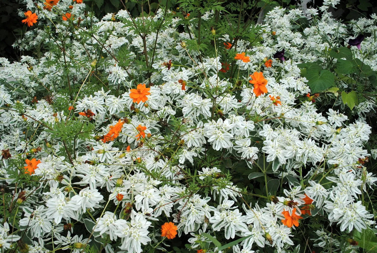 Sulfur Cosmos (Cosmos Sulphureus) — Summer to fall, it dazzles with yellow to orange daisy-like flowers, each spanning 2-3 inches across