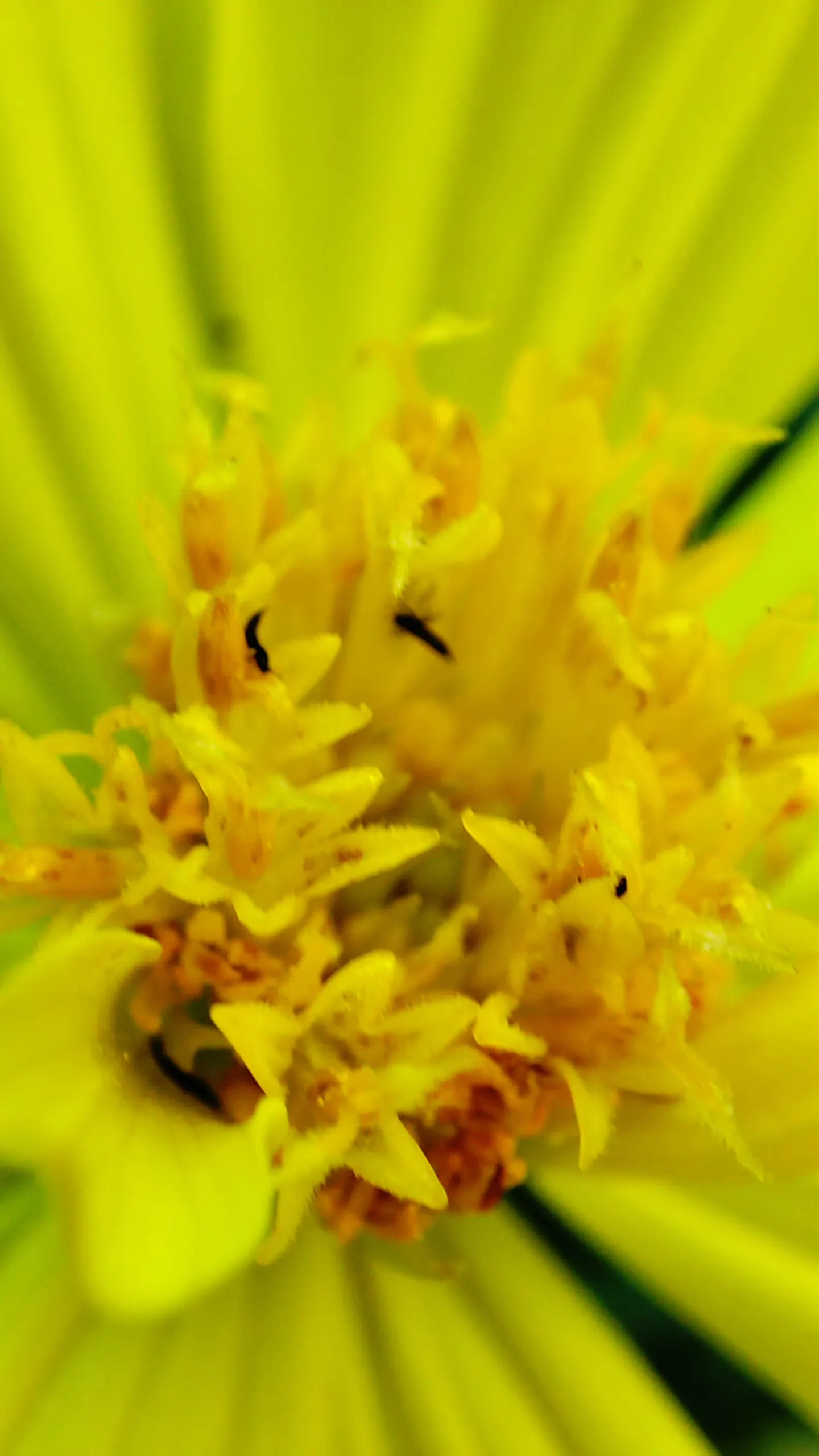 Sulfur Cosmos (Cosmos Sulphureus) — commonly referred to as Sulfur Cosmos; these characteristics make it an excellent choice for adding contrast and interest