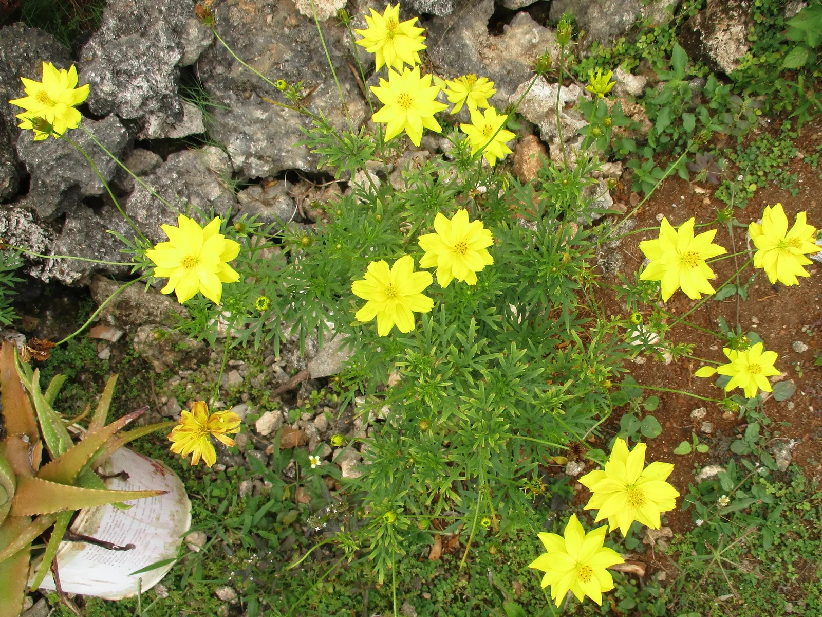Sulfur Cosmos (Cosmos Sulphureus) — Thriving in full sun and well-draining soil; keep in mind, this plant self-seeds readily, ensuring a continual, image 64