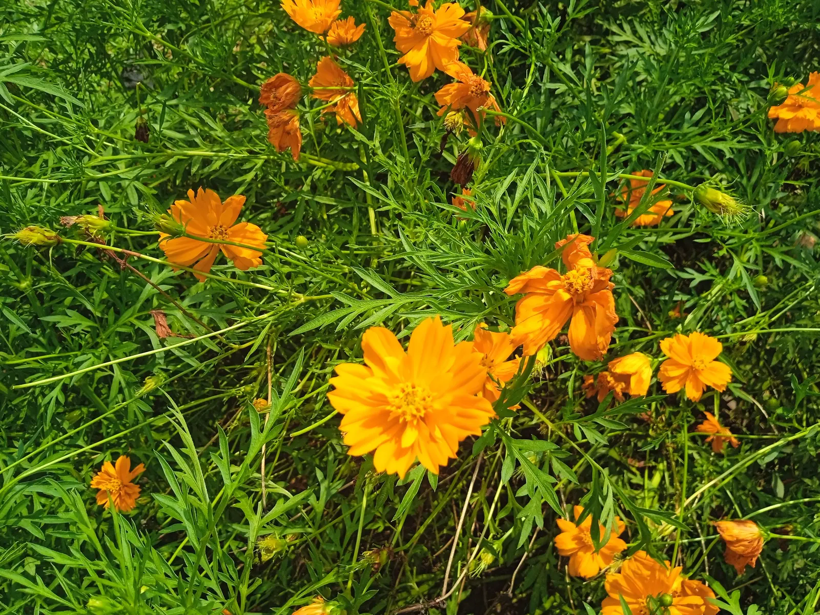Sulfur Cosmos (Cosmos Sulphureus) — Cosmos sulphureus, or Sulfur Cosmos, is a vibrant, drought-tolerant annual; thriving in full sun and well-draining soil