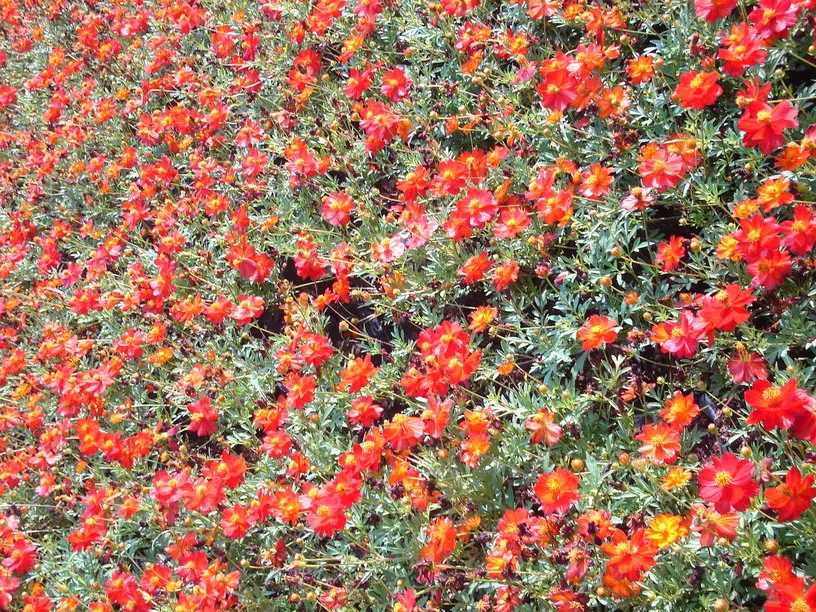 Sulfur Cosmos (Cosmos Sulphureus) — creating a bushy and abundant display