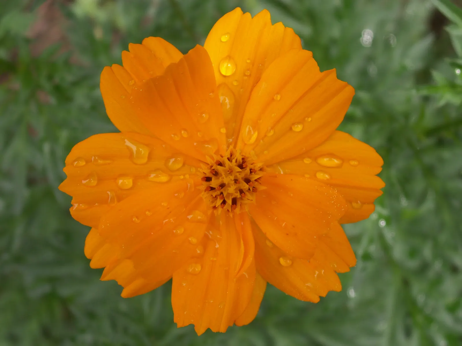 Sulfur Cosmos (Cosmos Sulphureus) — annual with orange and red and yellow blooms; making it a low-maintenance option for the garden