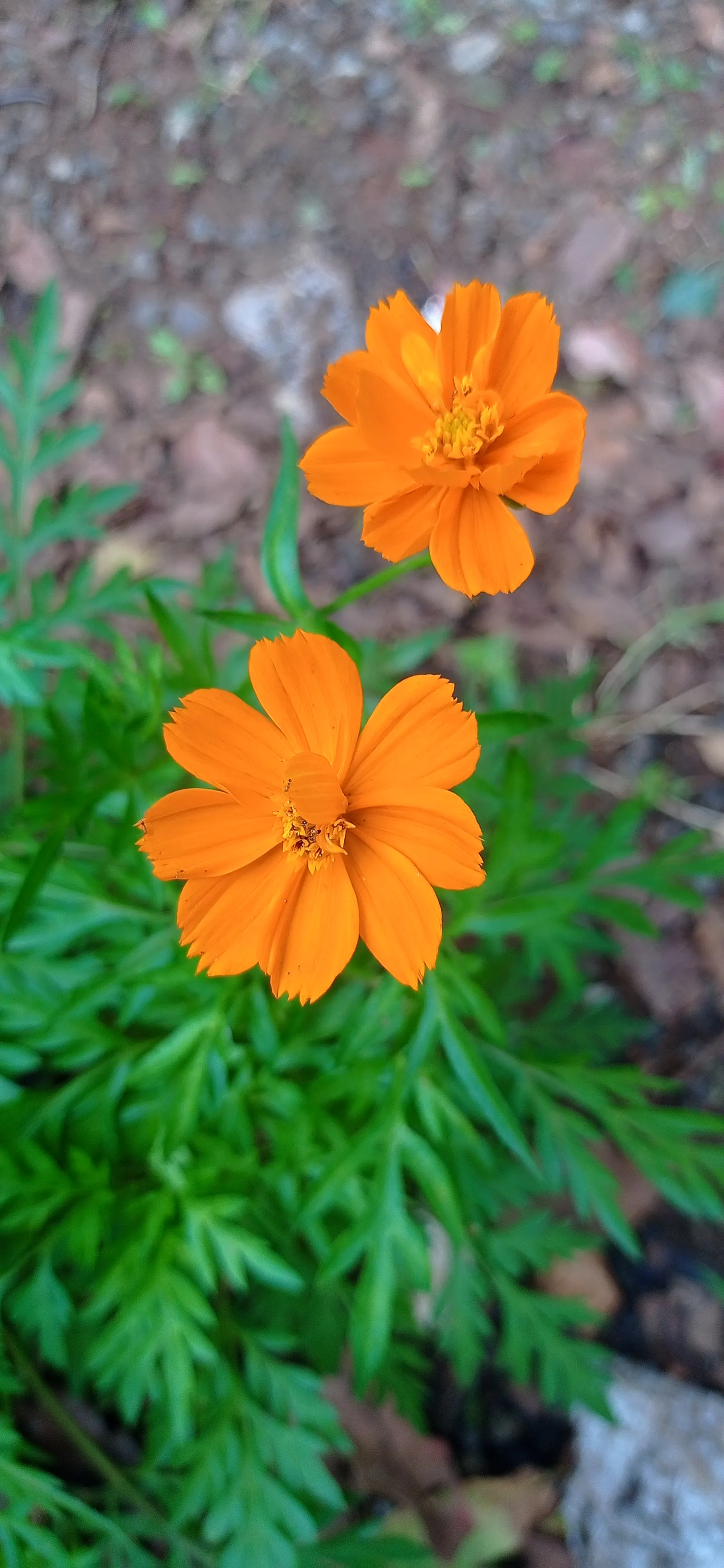 Sulfur Cosmos (Cosmos Sulphureus) — is a vibrant and showy annual that brings a pop of color to any landscape design