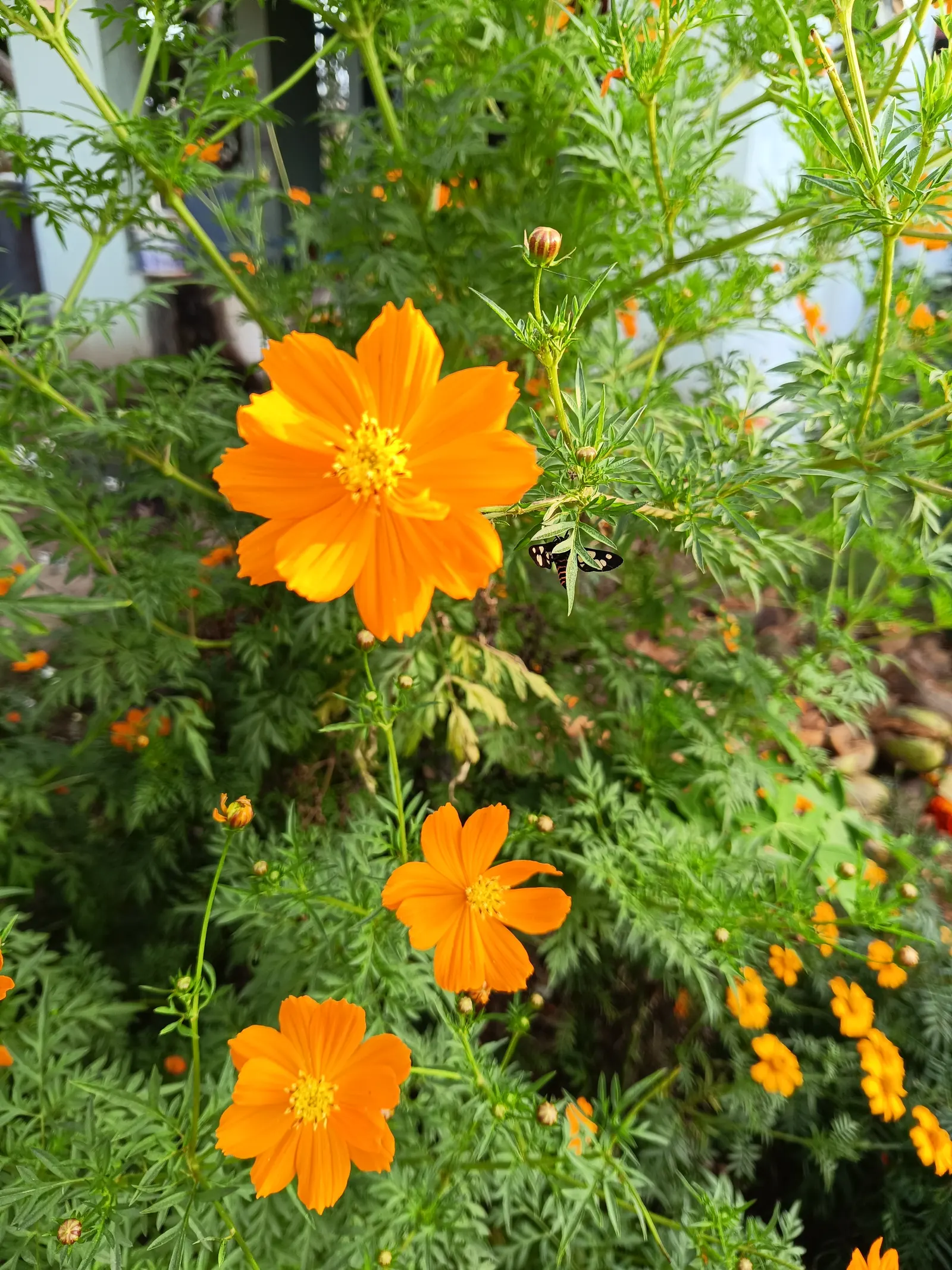Sulfur Cosmos (Cosmos Sulphureus) — commonly referred to as Sulfur Cosmos; these characteristics make it an excellent choice for adding contrast, image 67
