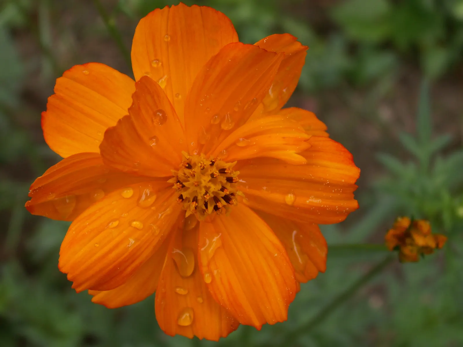 Sulfur Cosmos (Cosmos Sulphureus) — The blooming season extends from mid-summer until the first frost; cosmos sulphureus, or Sulfur Cosmos, is a vibrant