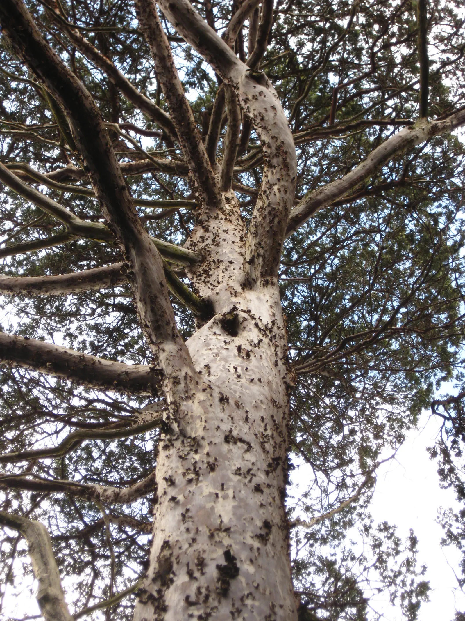 Guadalupe Cypress (Cupressus Guadalupensis) — it's an ideal specimen for adding vertical accent and low-maintenance greenery to landscapes