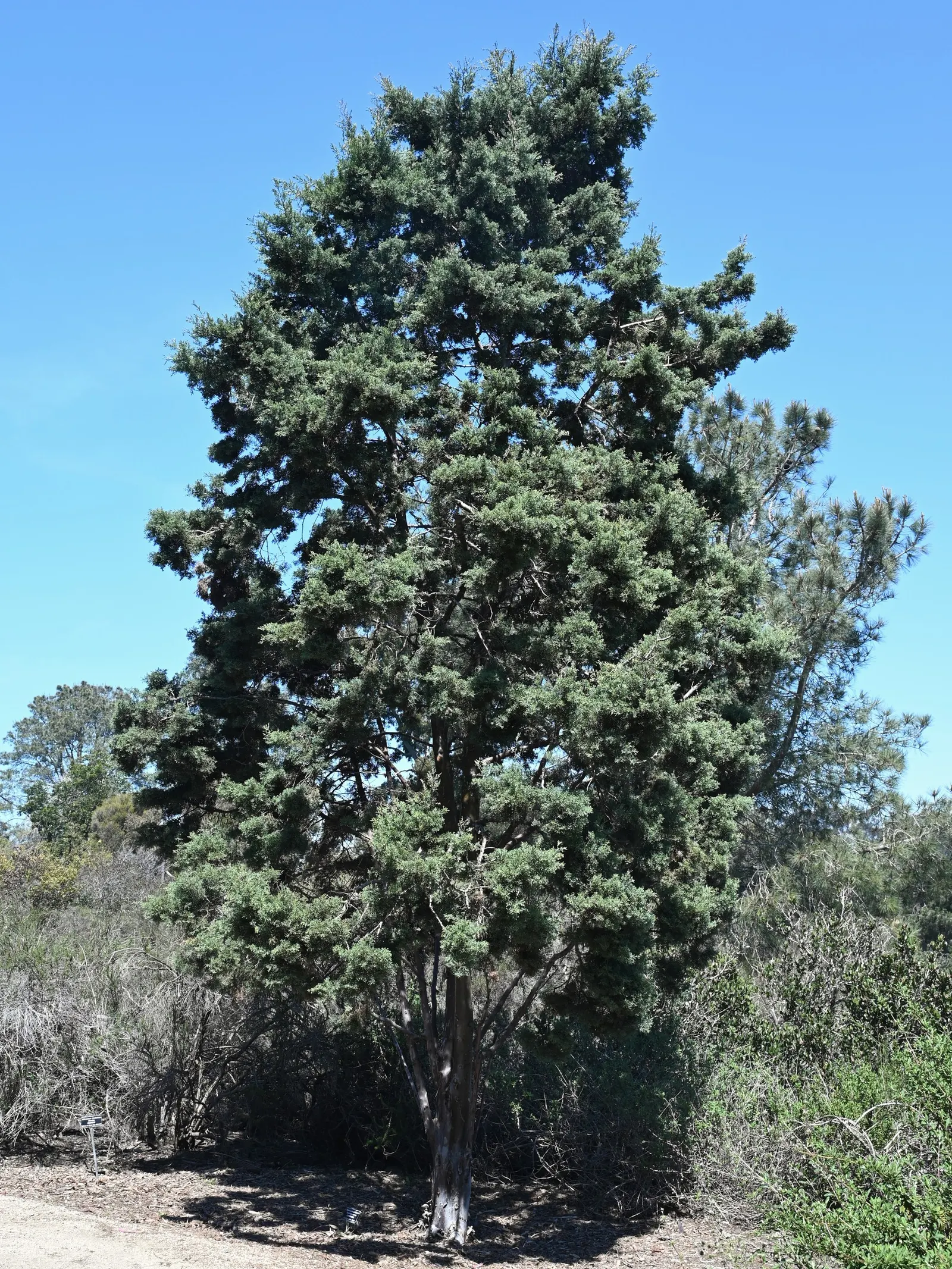 Guadalupe Cypress (Cupressus Guadalupensis) — sandy or loamy soils are preferred.<br><br>For windbreaks and privacy