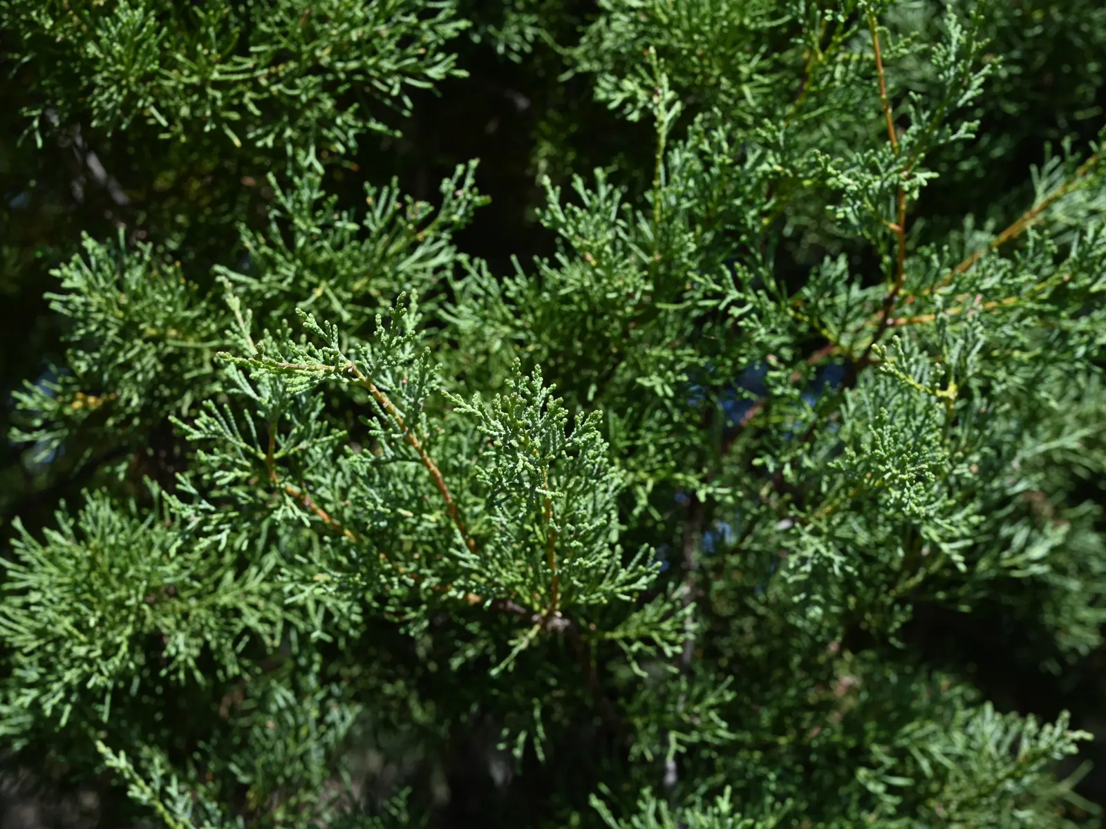 Guadalupe Cypress (Cupressus Guadalupensis) — Its growth rate is moderate, and it displays a pyramidal to columnar shape, exuding a stately presence