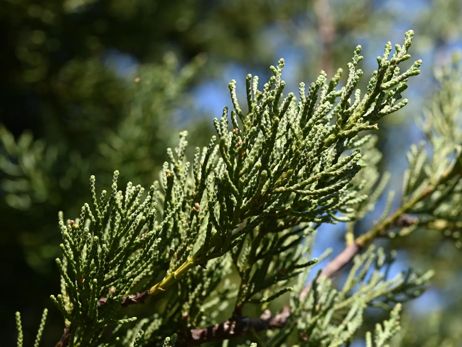 Guadalupe Cypress (Cupressus Guadalupensis) — scientifically termed Cupressus guadalupensis