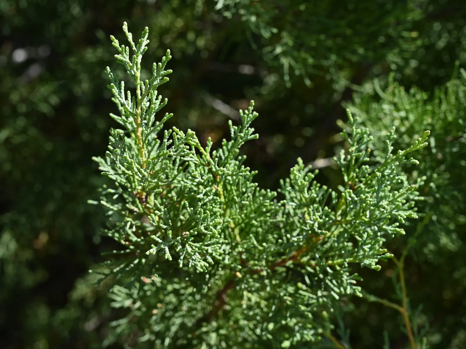 Guadalupe Cypress (Cupressus Guadalupensis) — It thrives in full sunlight and can endure poor soil compositions
