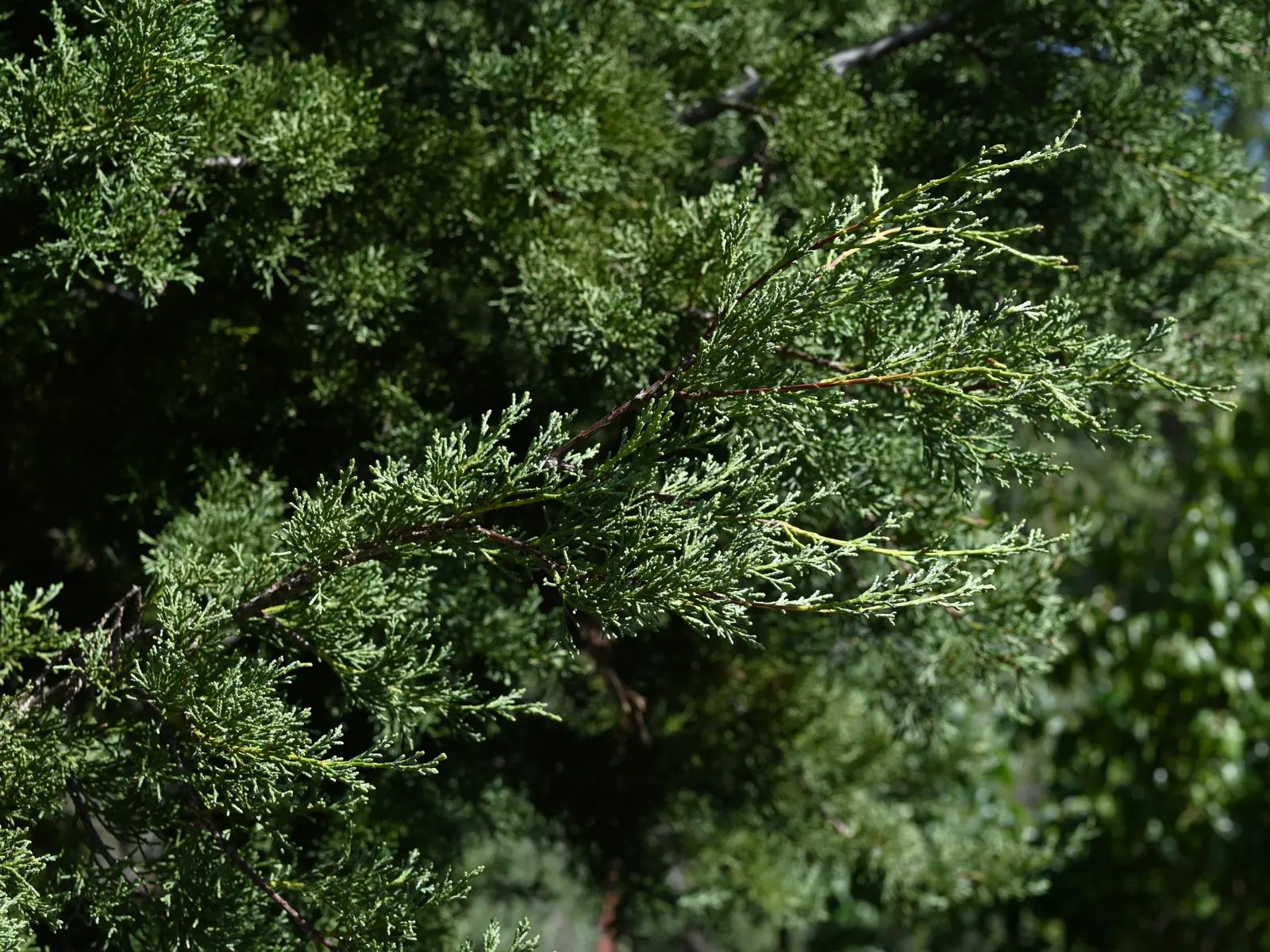 Guadalupe Cypress (Cupressus Guadalupensis) — necessitating minimal water once established
