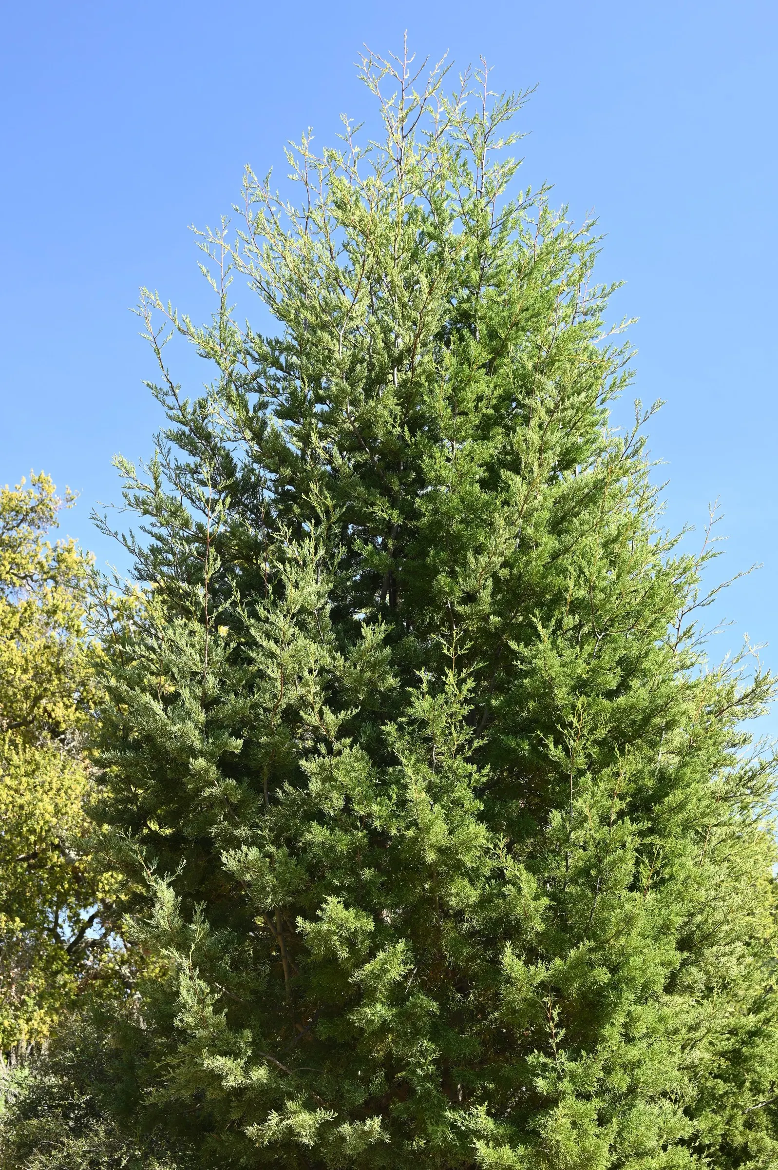 Guadalupe Cypress (Cupressus Guadalupensis) — Its foliage presents as blue-green, with small, scale-like leaves
