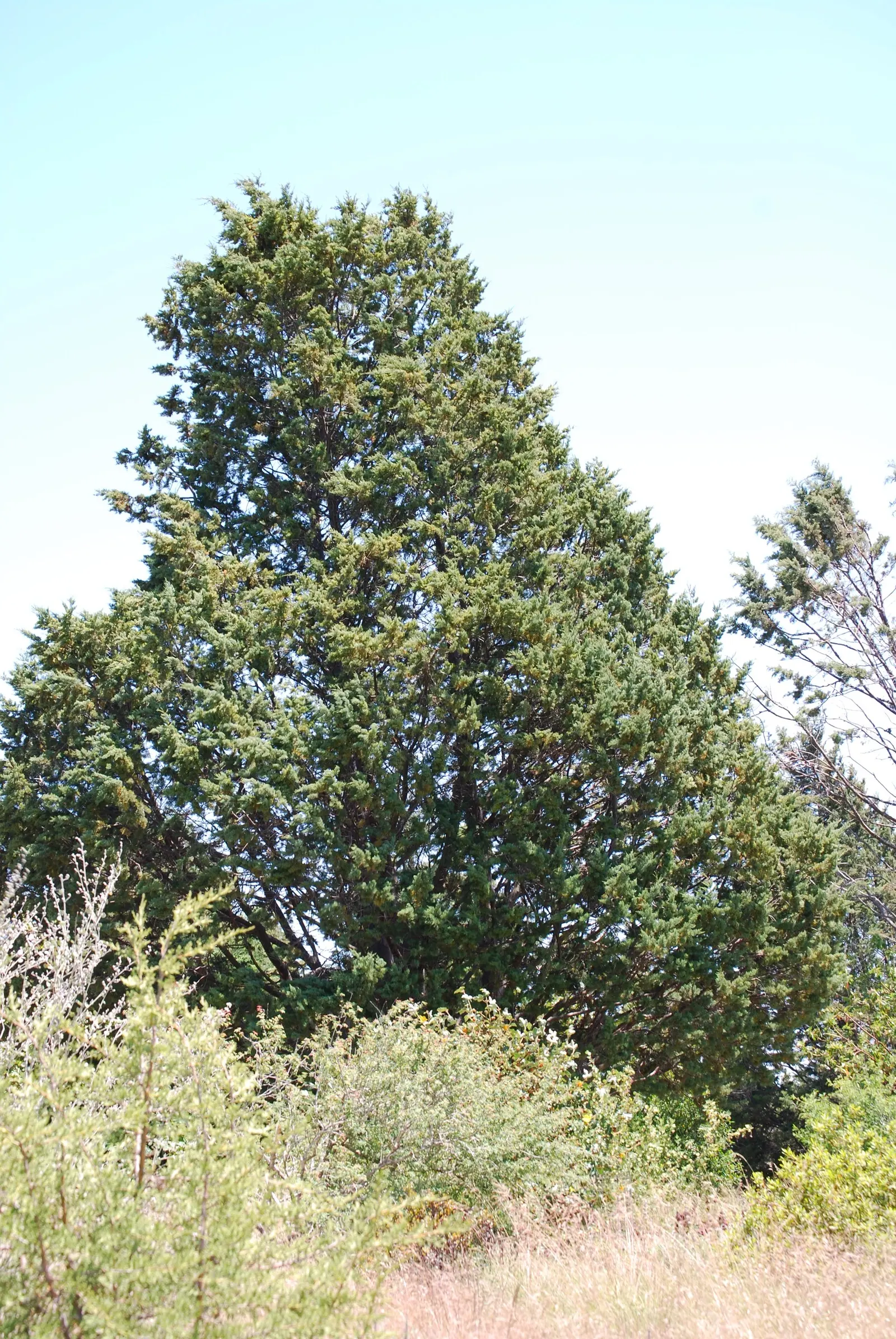 Guadalupe Cypress (Cupressus Guadalupensis) — It is also resistant to many pests and diseases