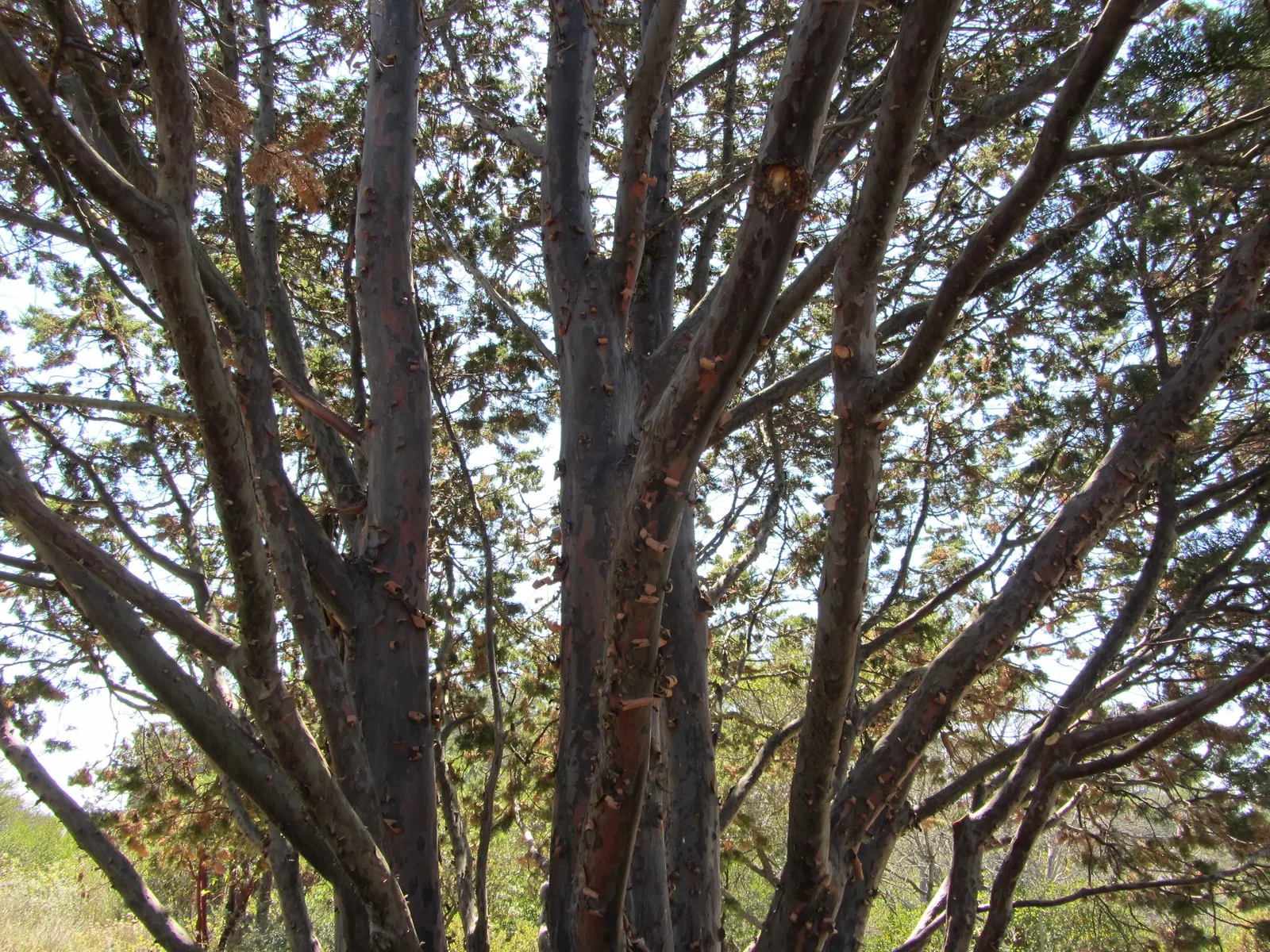 Guadalupe Cypress (Cupressus Guadalupensis) — is a rare coniferous tree native to the Guadalupe Island off the coast of Baja California