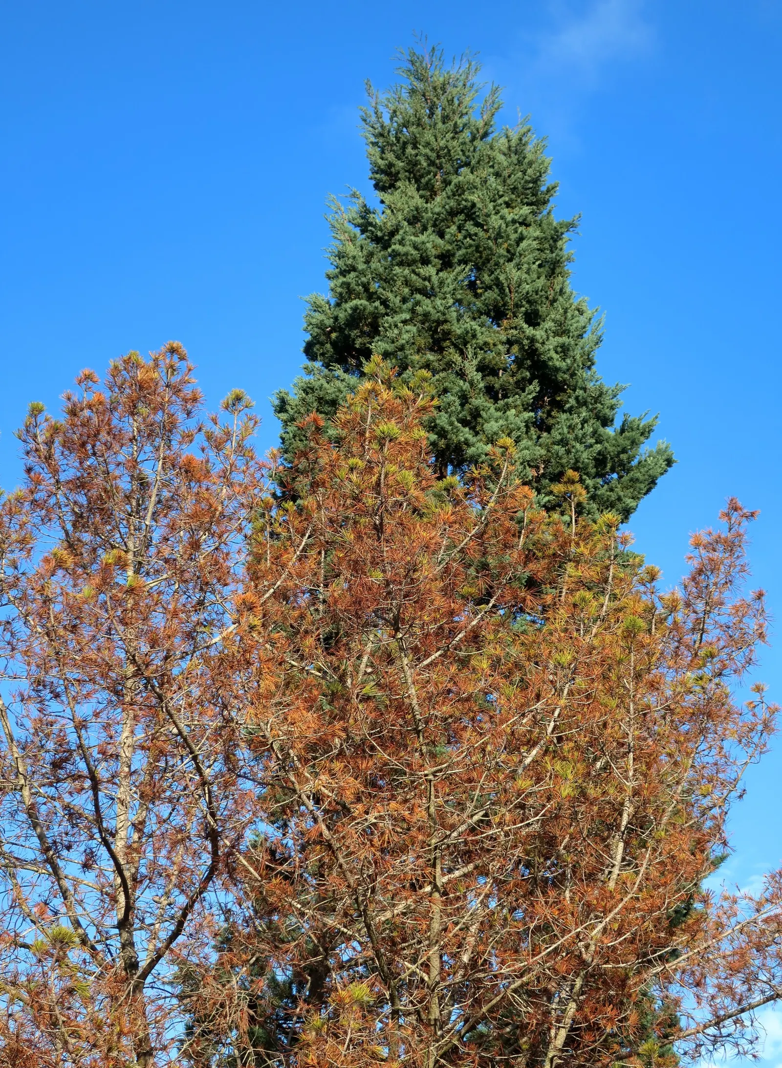 Guadalupe Cypress (Cupressus Guadalupensis) — The Guadalupe Cypress, Cupressus guadalupensis, is a rare conifer native to Guadalupe Island, Mexico
