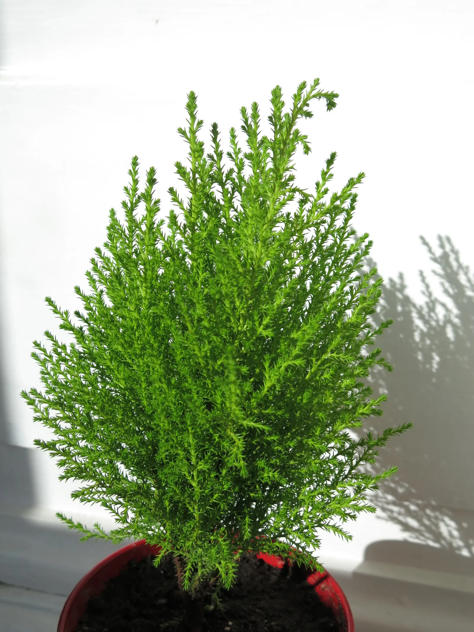 Guadalupe Cypress (Cupressus Guadalupensis) — scale-like leaves that exhibit a blue-green hue
