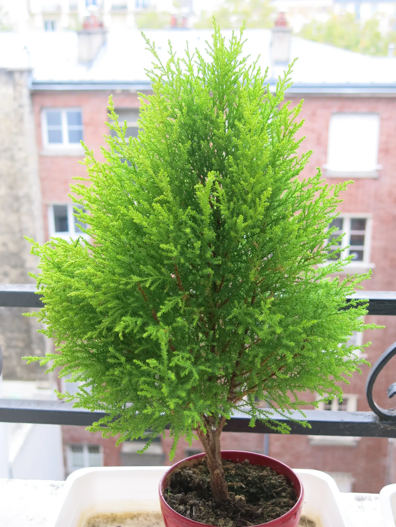 Guadalupe Cypress (Cupressus Guadalupensis) — this cypress serves as an excellent choice due to its dense growth habit