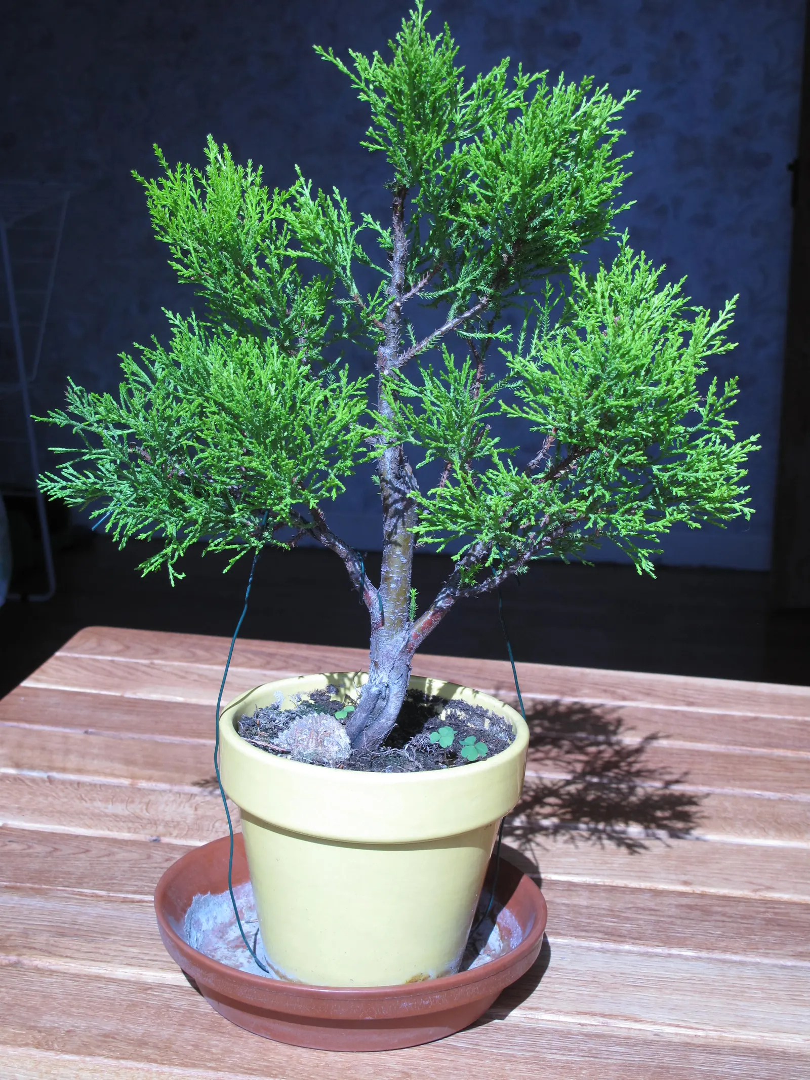 Guadalupe Cypress (Cupressus Guadalupensis) — thus depicting it as a drought-tolerant choice for a xeriscape or low-water garden
