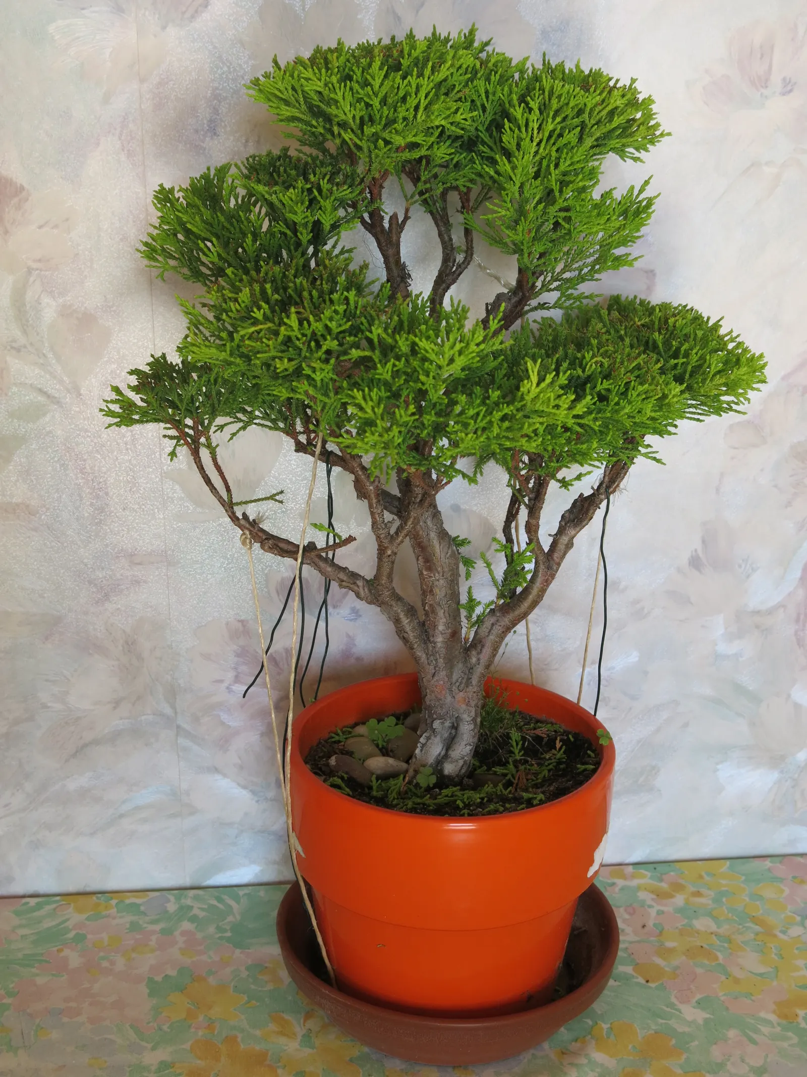 Guadalupe Cypress (Cupressus Guadalupensis) — Hardy and drought-tolerant