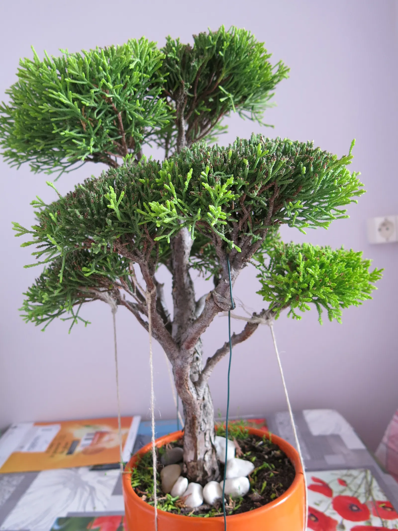 Guadalupe Cypress (Cupressus Guadalupensis) — This evergreen prefers full sun and well-drained soils