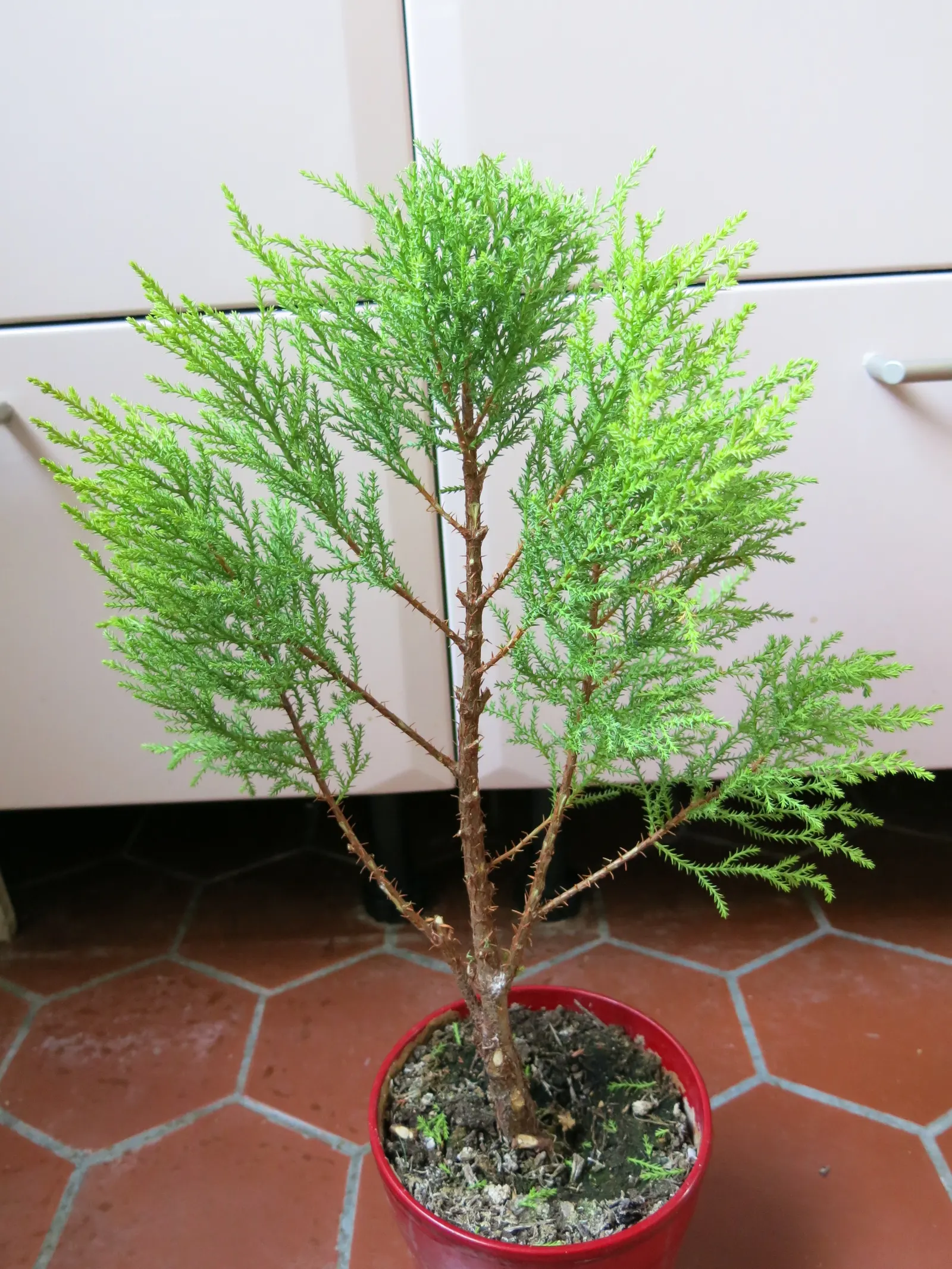 Guadalupe Cypress (Cupressus Guadalupensis) — It boasts a narrow, conical shape, reaching up to 40 feet in height with a spread up to 20 feet