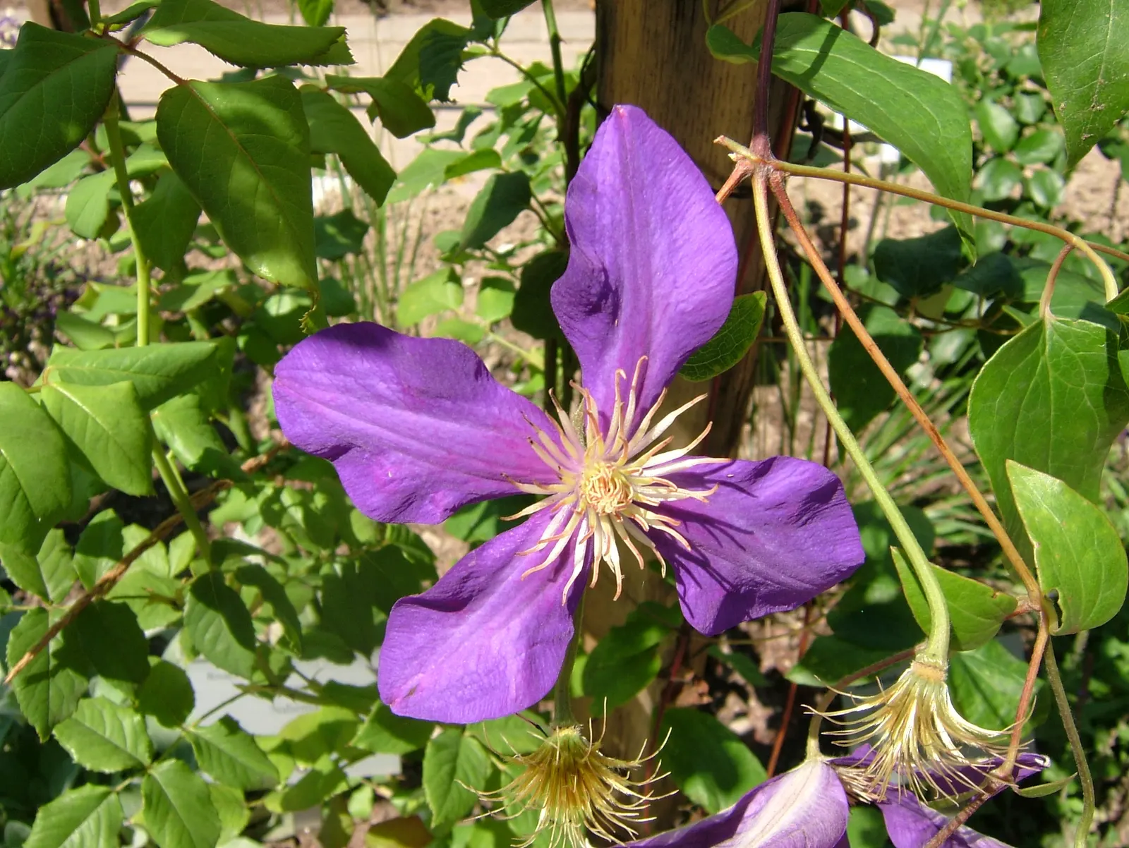 Italian Clematis (Clematis Viticella) — Hardy in USDA zones 4-9, it thrives in full sun to part shade and prefers well-drained soil; it is suitable, image 74