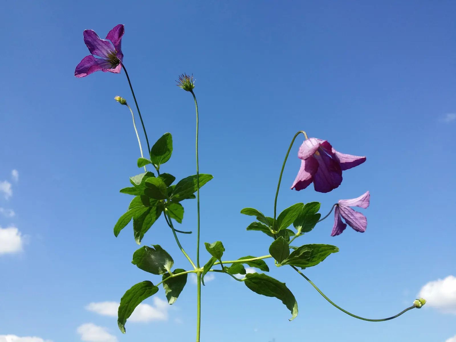 Italian Clematis (Clematis Viticella) — it is suitable for vertical spaces in the landscape; depending on the cultivar, image 78
