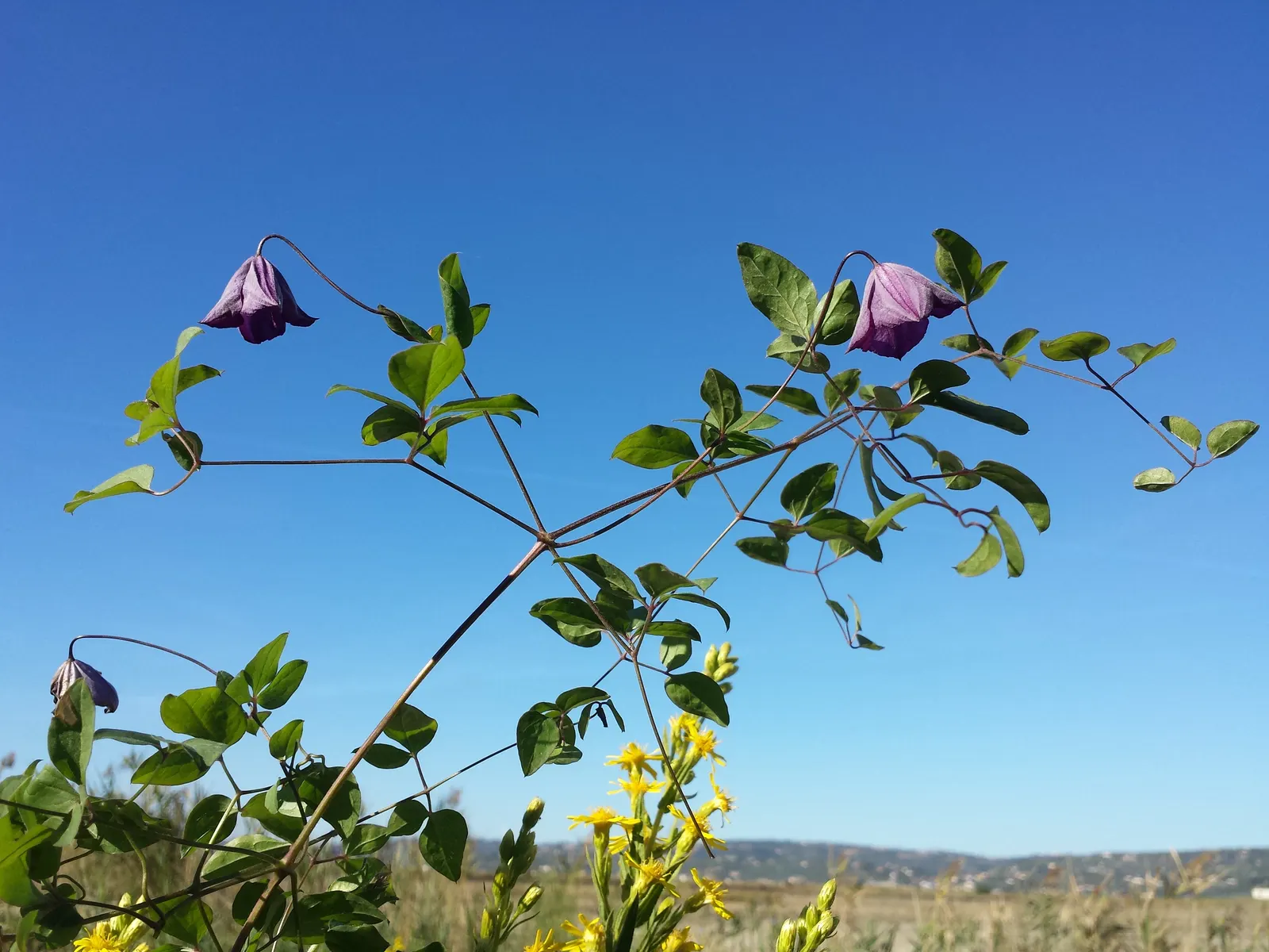 Italian Clematis (Clematis Viticella) — deciduous vine notable for its masses of bell-shaped flowers; it can reach heights of 10-15 ft, with a, image 70