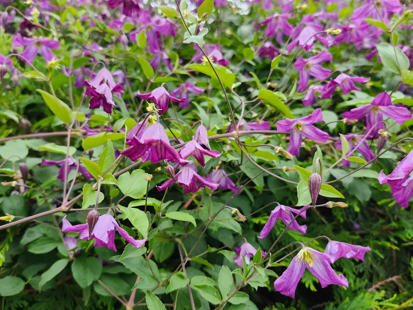 Italian Clematis (Clematis Viticella) — the Clematis viticella produces an abundance of bell-shaped flowers; hardy in USDA zones 4-9, it thrives in, image 57