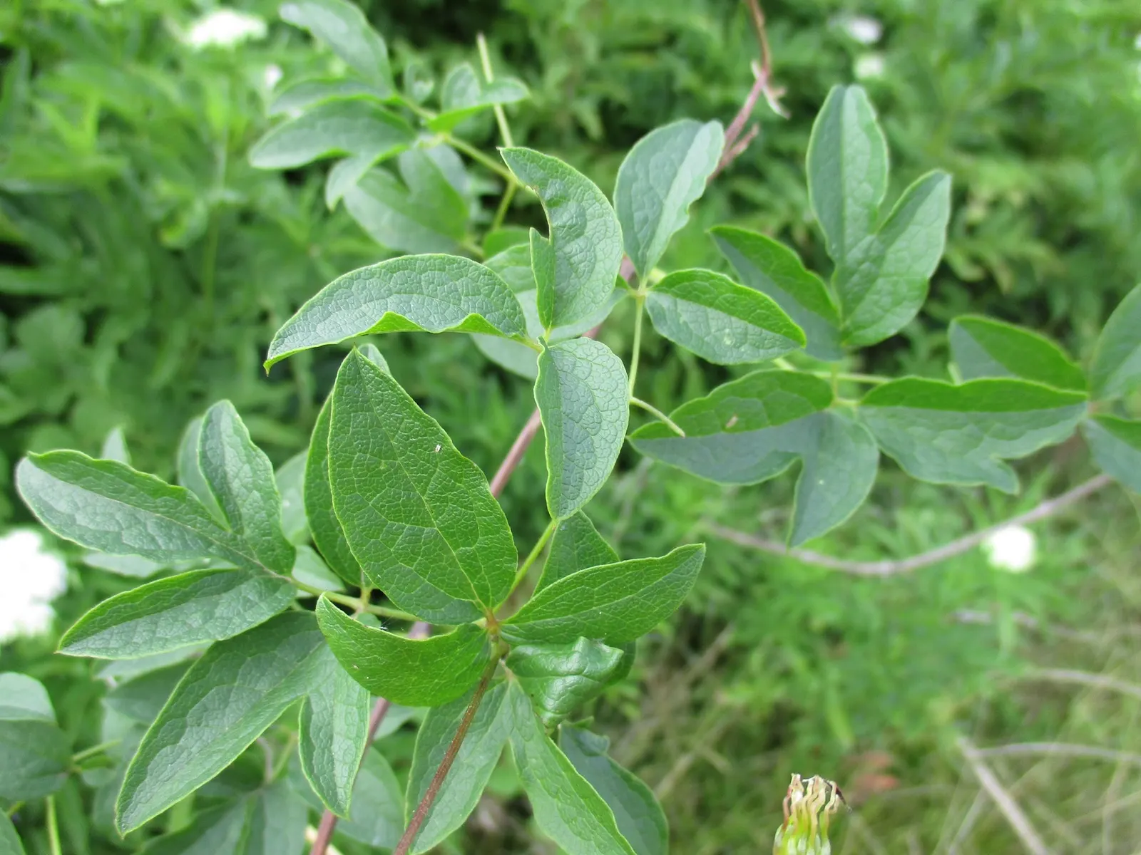 Italian Clematis (Clematis Viticella) — Pruning group 3, it is low-maintenance and disease-resistant; ensure the Italian Clematis receives a, image 75