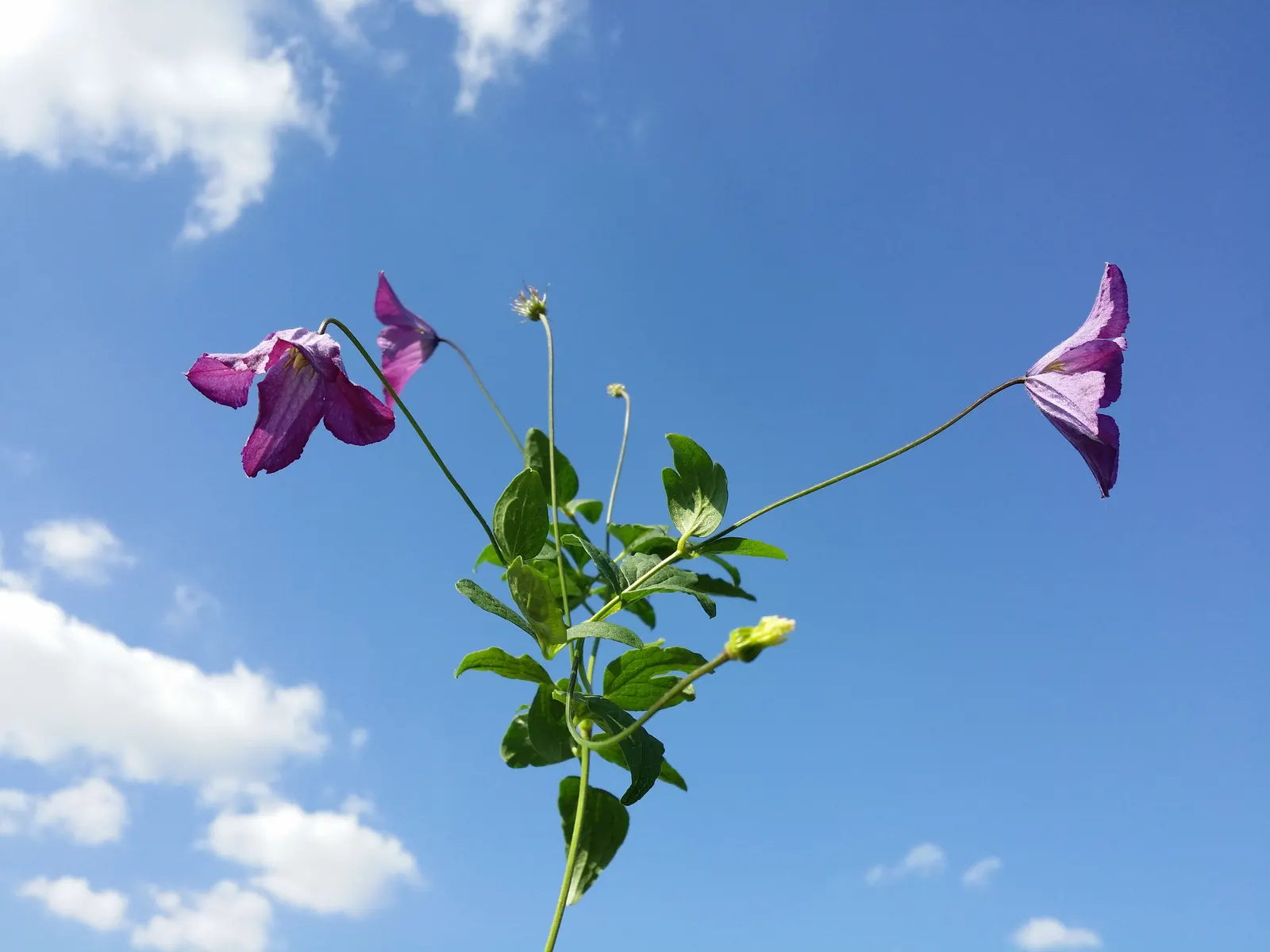 Italian Clematis (Clematis Viticella) — ranging from deep purple to pink; the Clematis viticella produces an abundance of bell-shaped flowers, image 94