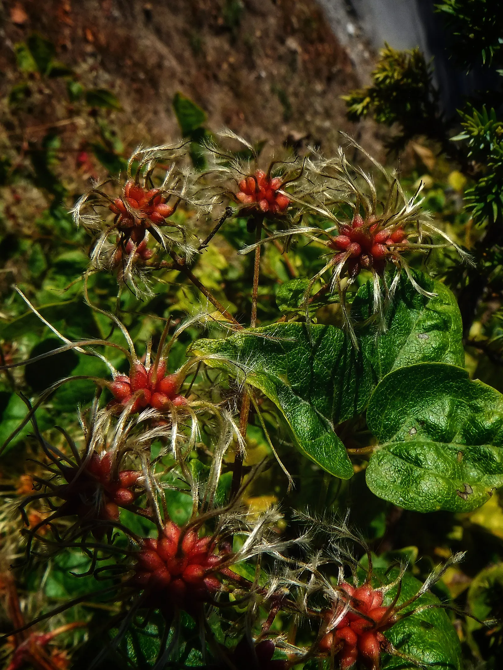 Italian Clematis (Clematis Viticella) — Hardy in USDA zones 4-9, it thrives in full sun to part shade and prefers well-drained soil; it is suitable for