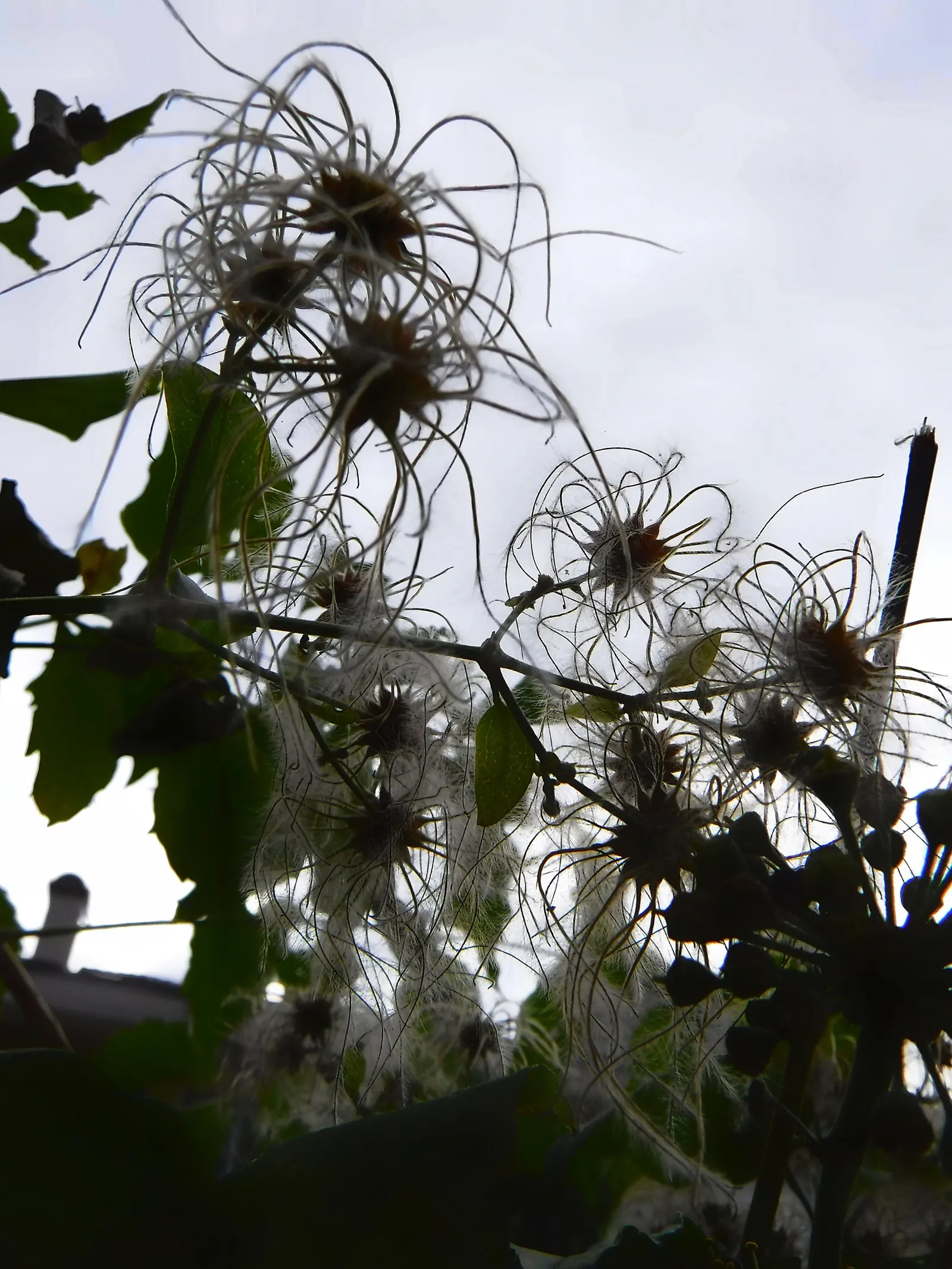 Italian Clematis (Clematis Viticella) — providing vertical interest