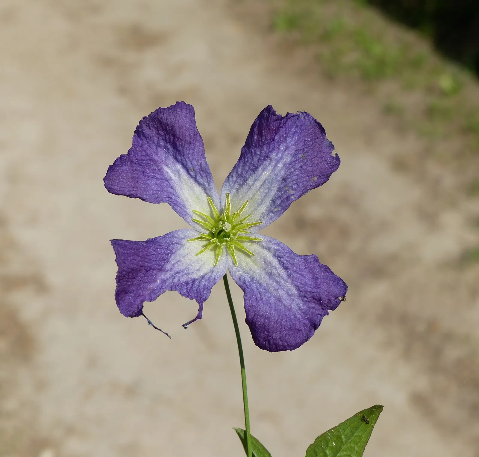 Italian Clematis (Clematis Viticella) — Hardy in USDA zones 4-9, it thrives in full sun to part shade and prefers well-drained soil; it is suitable, image 97