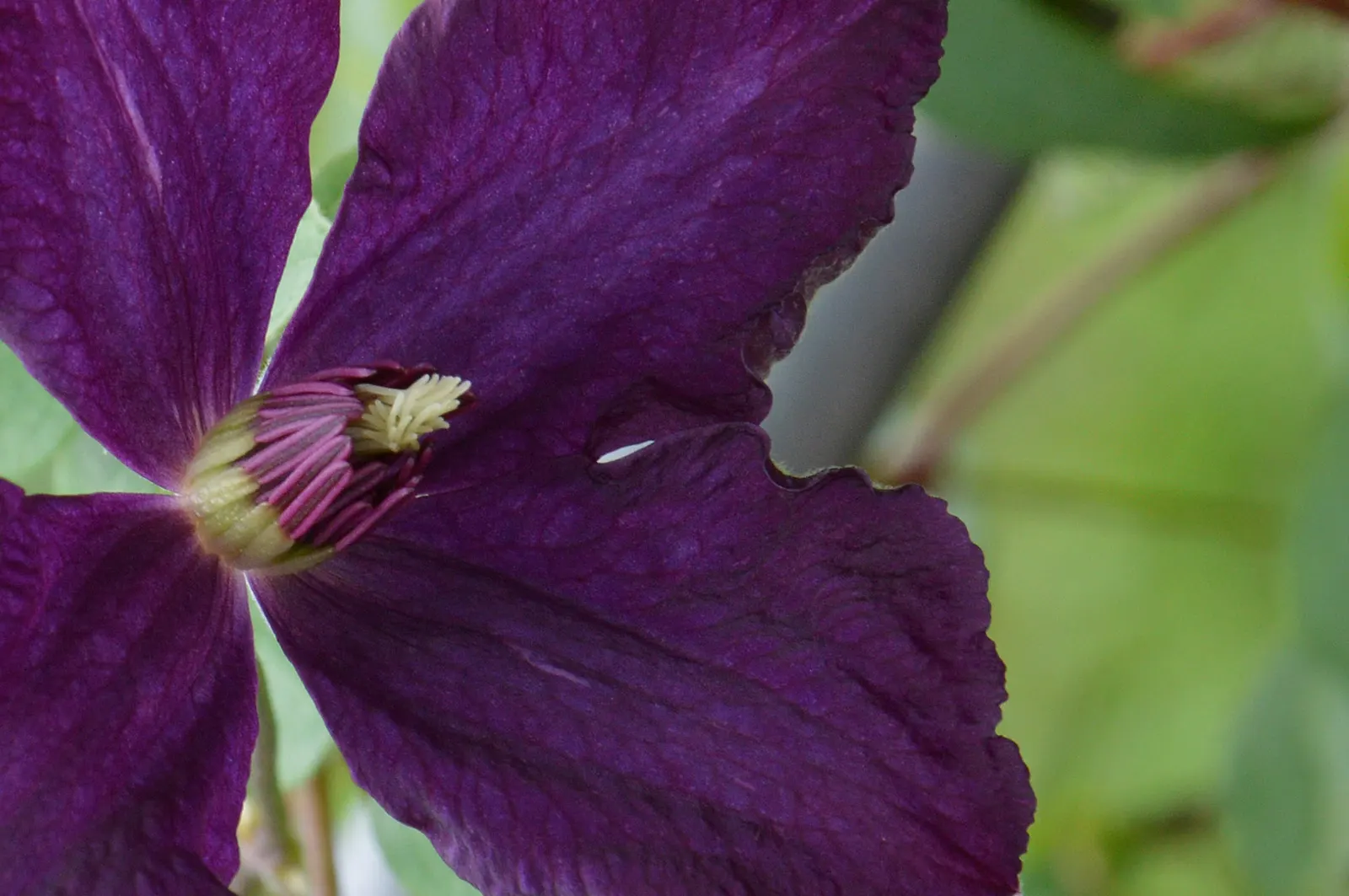 Italian Clematis (Clematis Viticella) — It can reach heights of 10-15 ft, with a spread of 3-4 ft, requiring a trellis or similar support, image 73