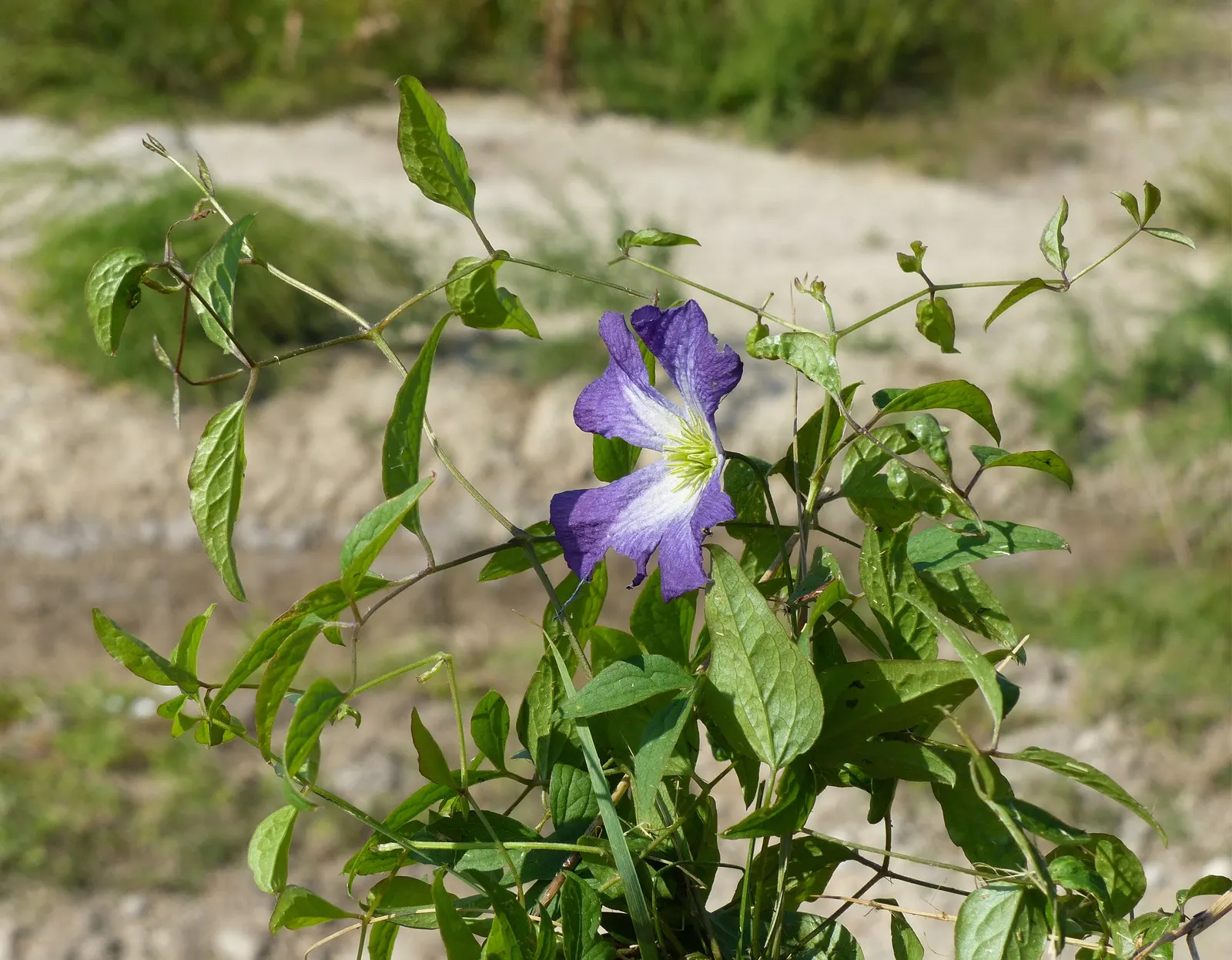 Italian Clematis (Clematis Viticella) — It can reach heights of 10-15 ft, with a spread of 3-4 ft, requiring a trellis or similar support structure; ranging