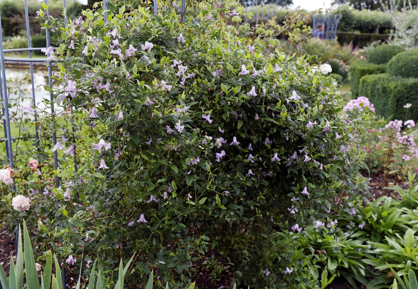 Italian Clematis (Clematis Viticella) — vine for full or half; and a romantic aesthetic that is sure to captivate any client's eye, image 92