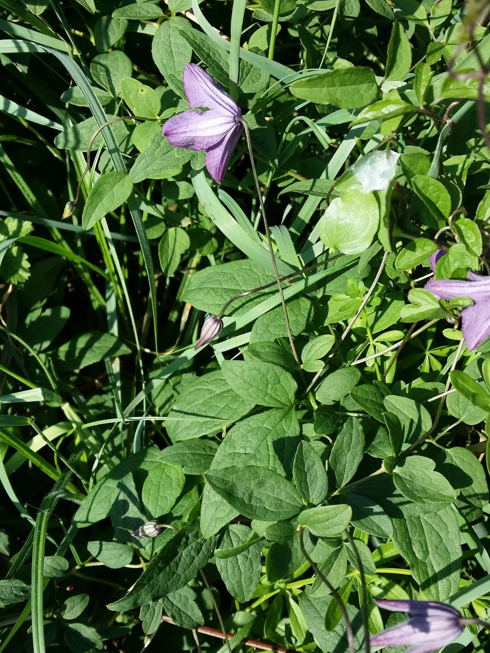 Italian Clematis (Clematis Viticella) — and a romantic aesthetic that is sure to captivate any client's eye; vine with blue blooms, image 89