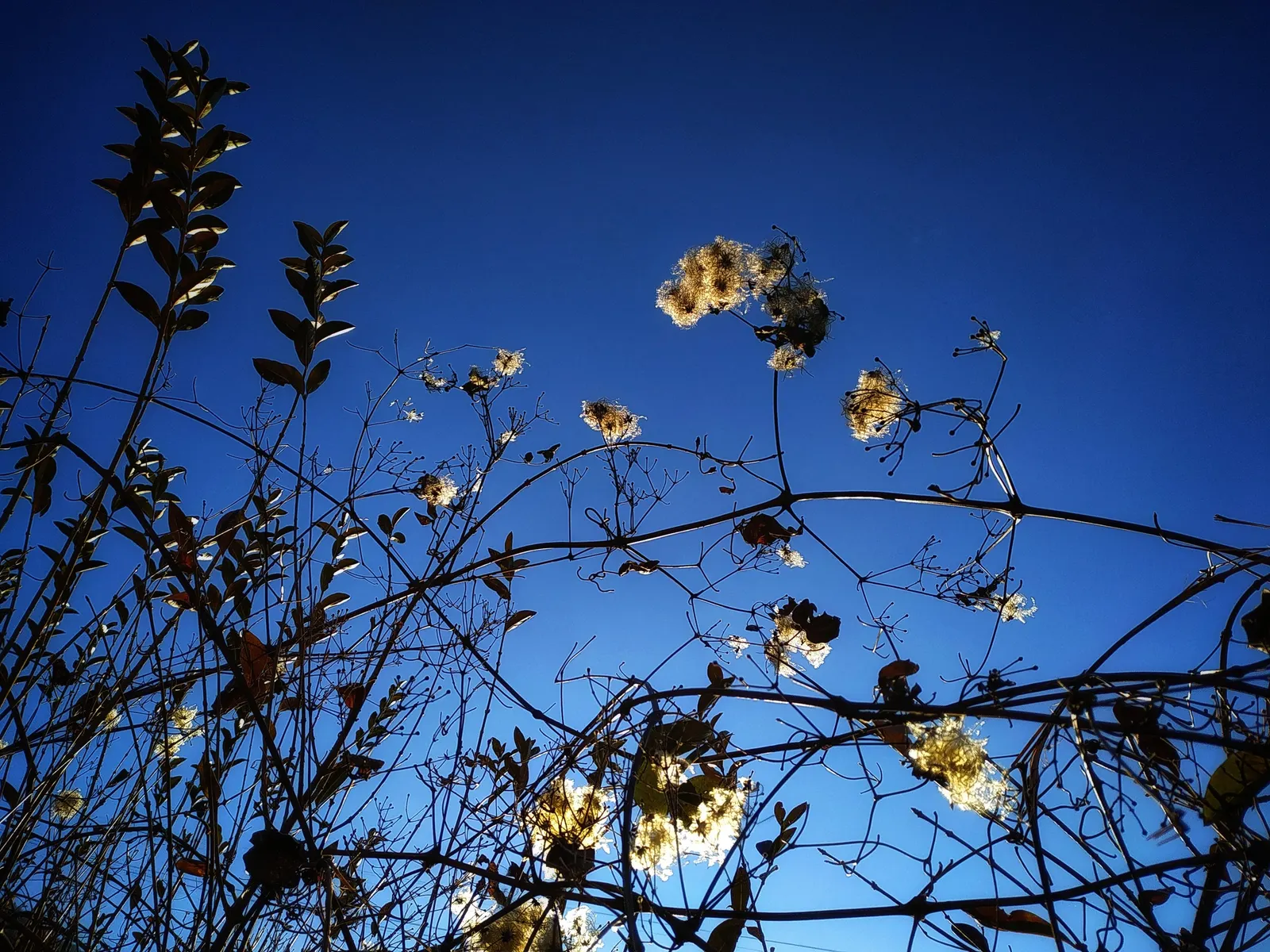Italian Clematis (Clematis Viticella) — vine with blue blooms; these flowers can be found in an array of colors