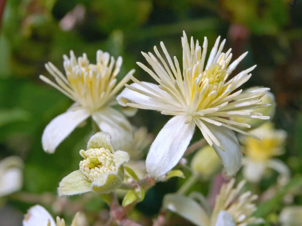 Italian Clematis (Clematis Viticella) — This deciduous perennial is native to southern Europe and thrives in USDA zones 4 through 11; is a, image 77