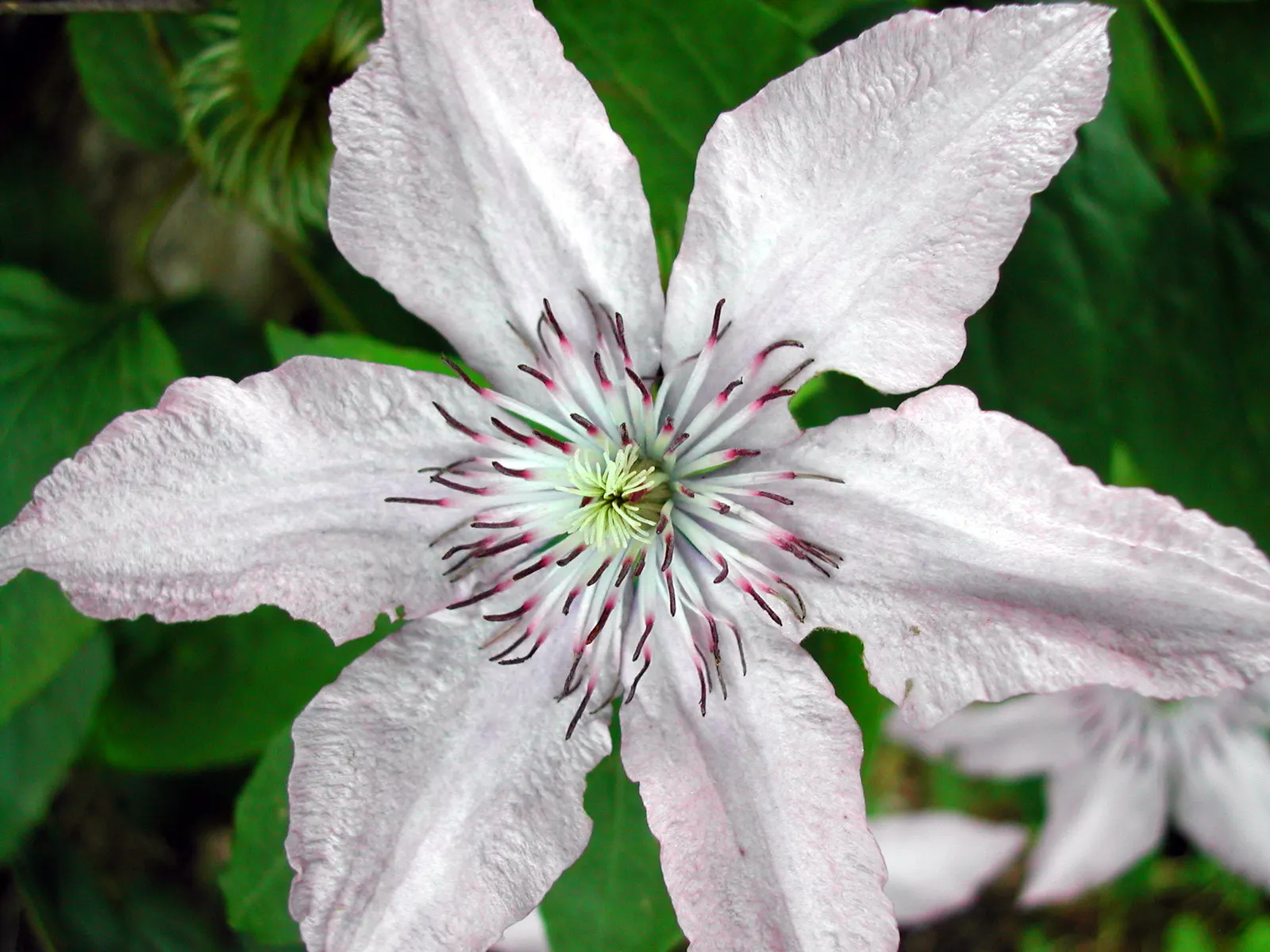 Italian Clematis (Clematis Viticella) — blue flowers in the garden; pruning group 3, it is low-maintenance and disease-resistant