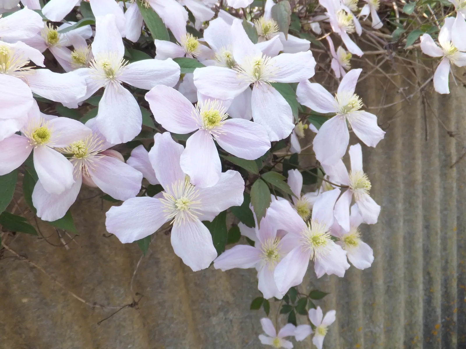 Italian Clematis (Clematis Viticella) — blue flowers in the garden