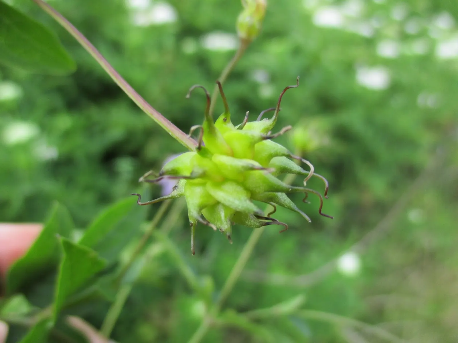 Italian Clematis (Clematis Viticella) — This deciduous perennial is native to southern Europe and thrives in USDA zones 4 through 11; is a, image 100