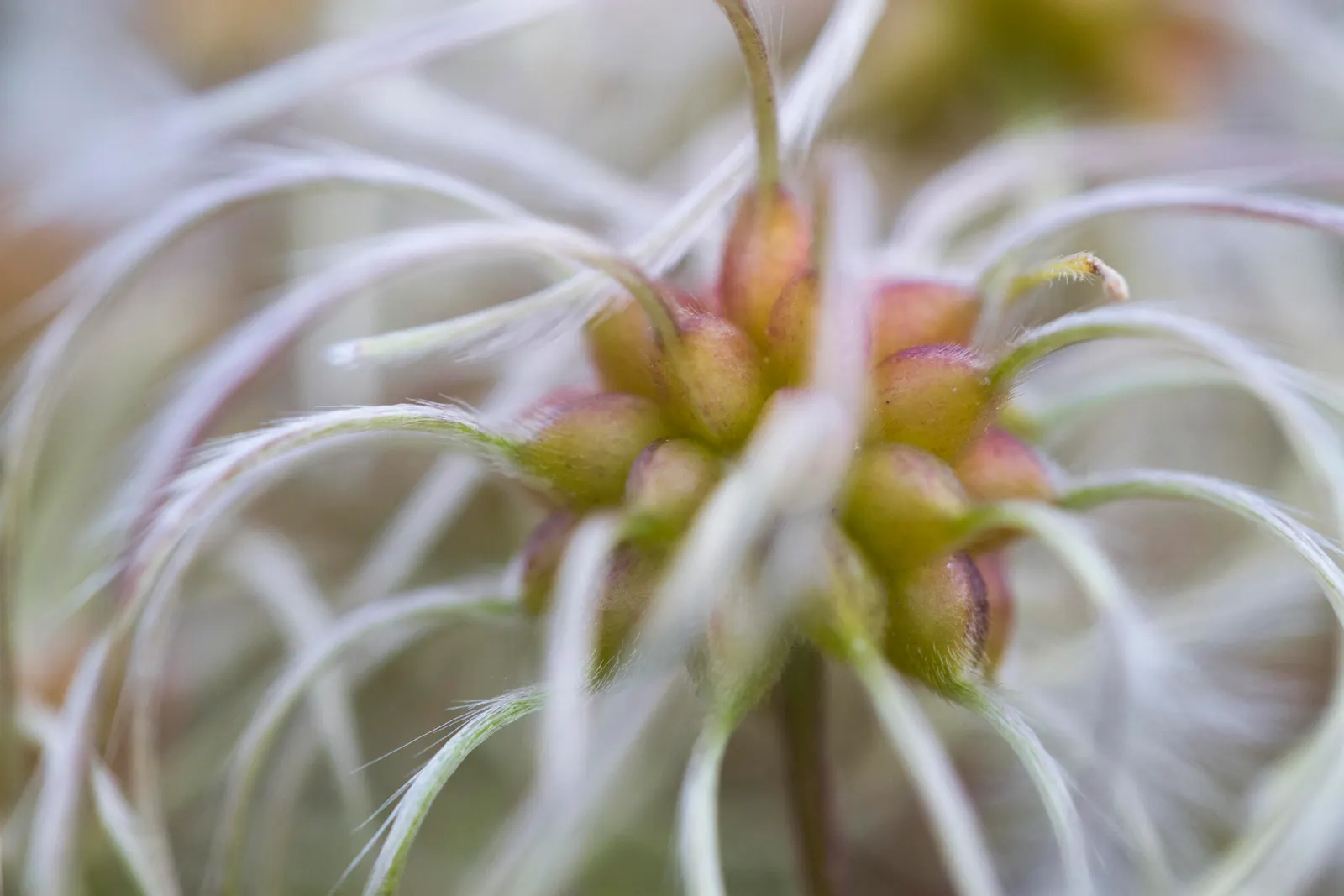Italian Clematis (Clematis Viticella) — Pruning group 3, it is low-maintenance and disease-resistant; ensure the Italian Clematis receives a regular watering