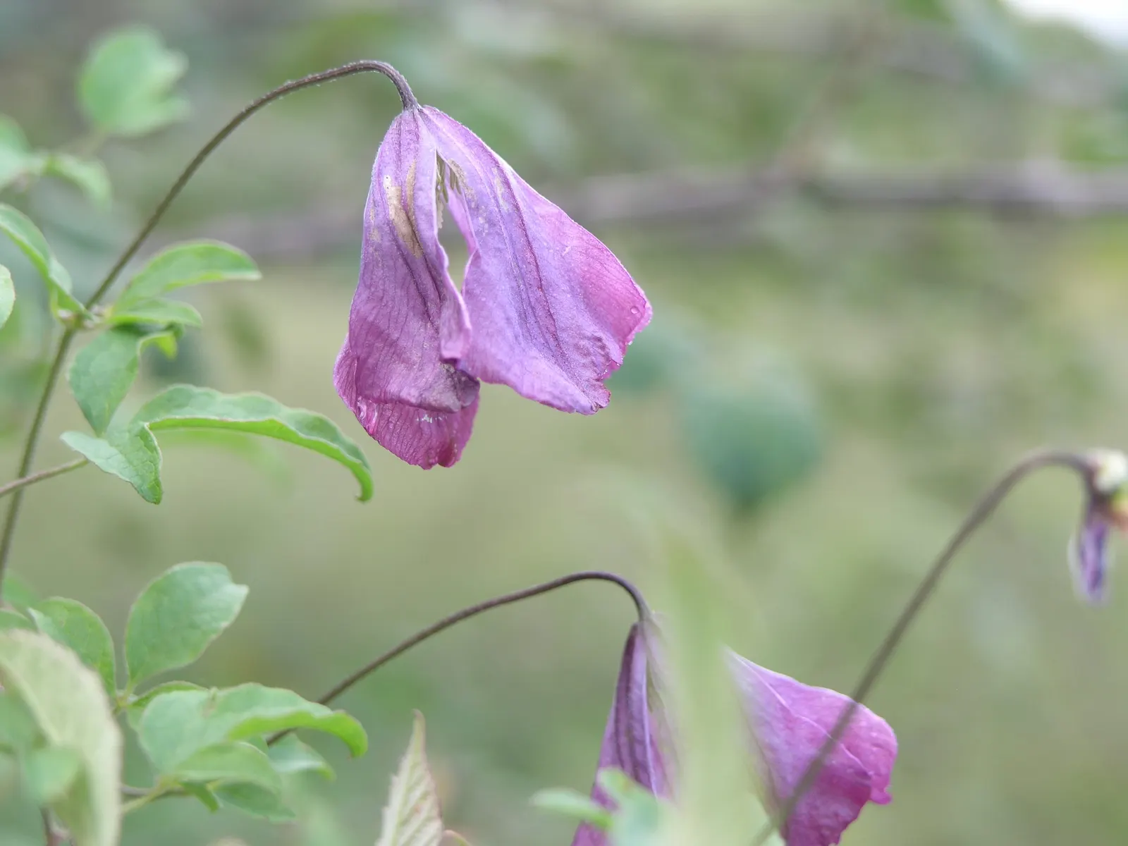 Italian Clematis (Clematis Viticella) — is a resilient and versatile climbing plant renowned for its prolific flowering and easy care; vine for, image 76