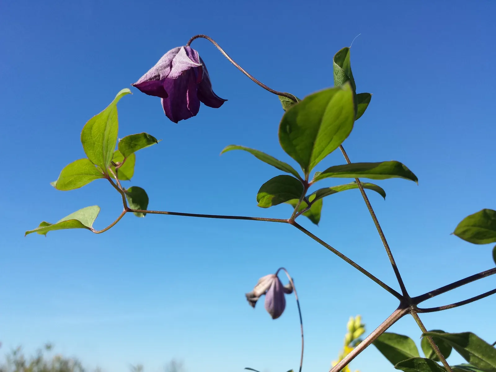 Italian Clematis (Clematis Viticella) — is a resilient and versatile climbing plant renowned for its prolific flowering and easy care; vine for full or half