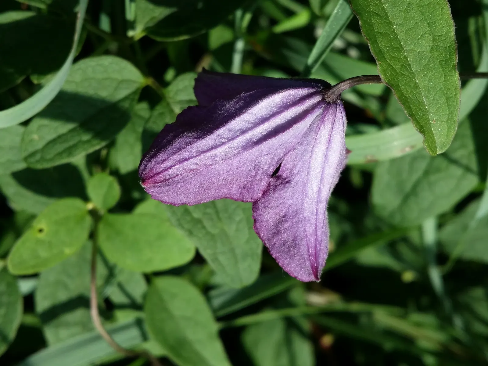 Italian Clematis (Clematis Viticella) — with its base and roots shaded or mulched to remain cool; the plant's slender stems are lined with green, image 84