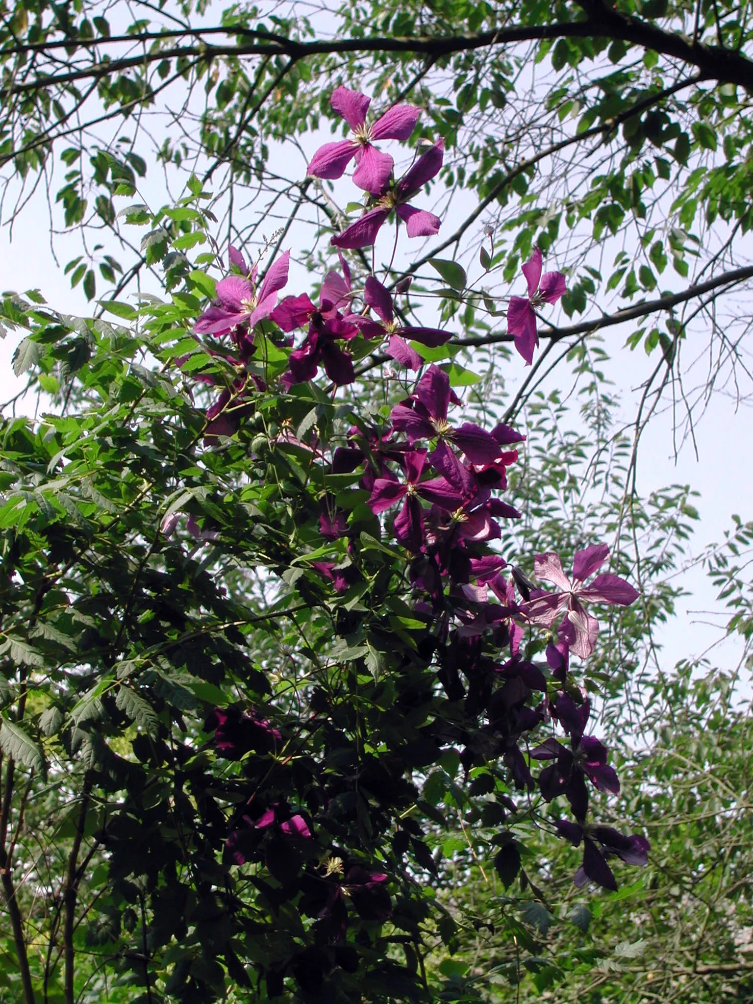 Italian Clematis (Clematis Viticella) — ranging from deep purple to pink; the Clematis viticella produces an abundance of bell-shaped flowers, image 71